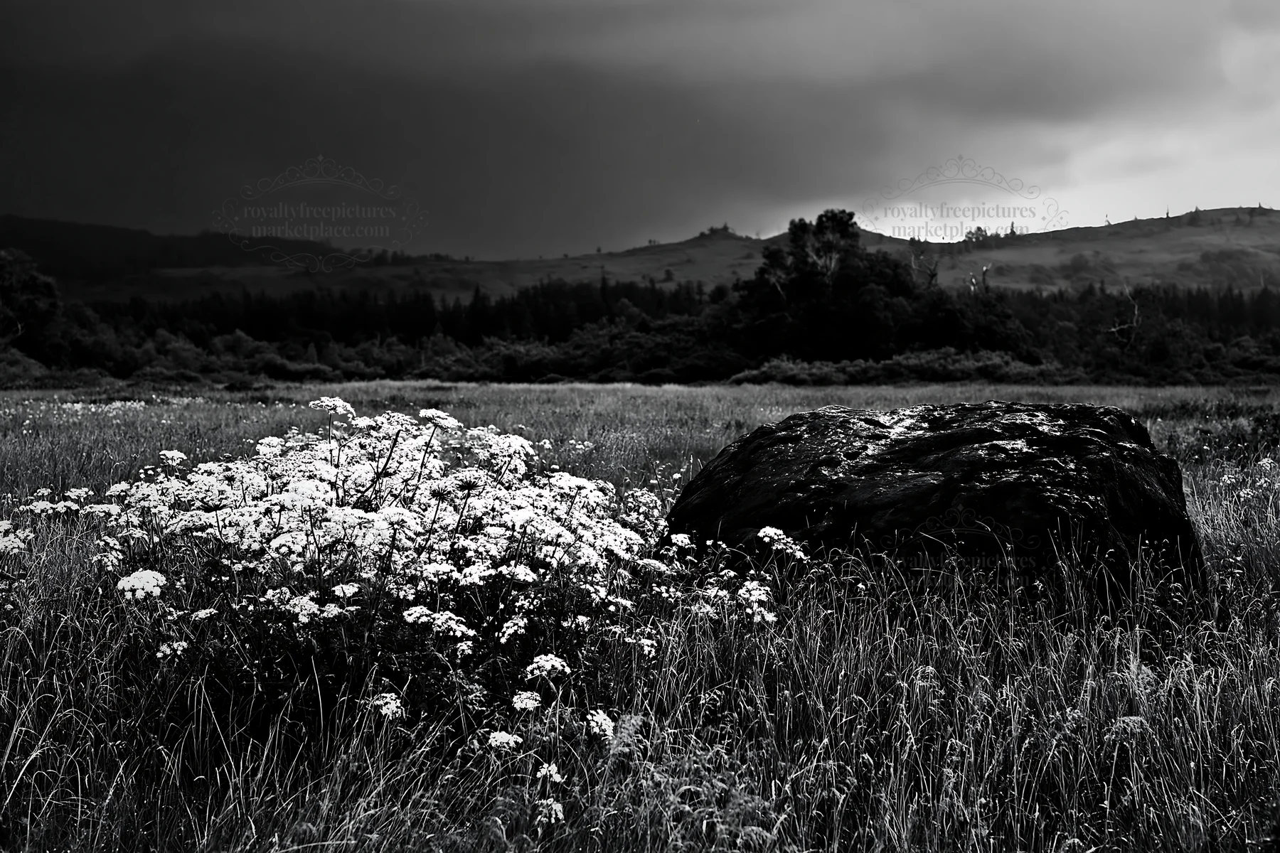 Black and white aomori climate resilient meadow with boulder in cloudy weather - AI-generated stock image
