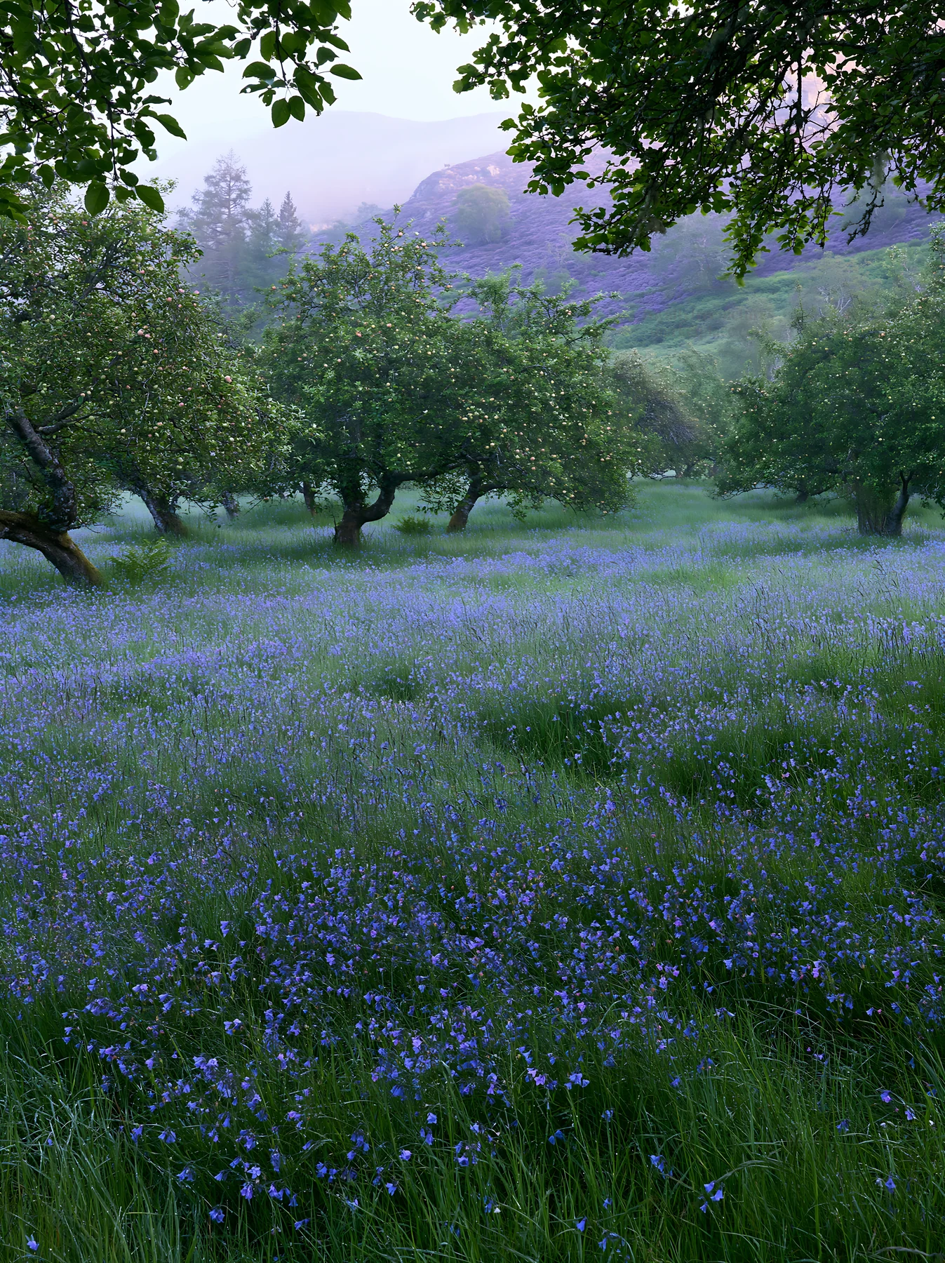 Highland apple meadow with blue flowers in the morning light - AI-generated stock image