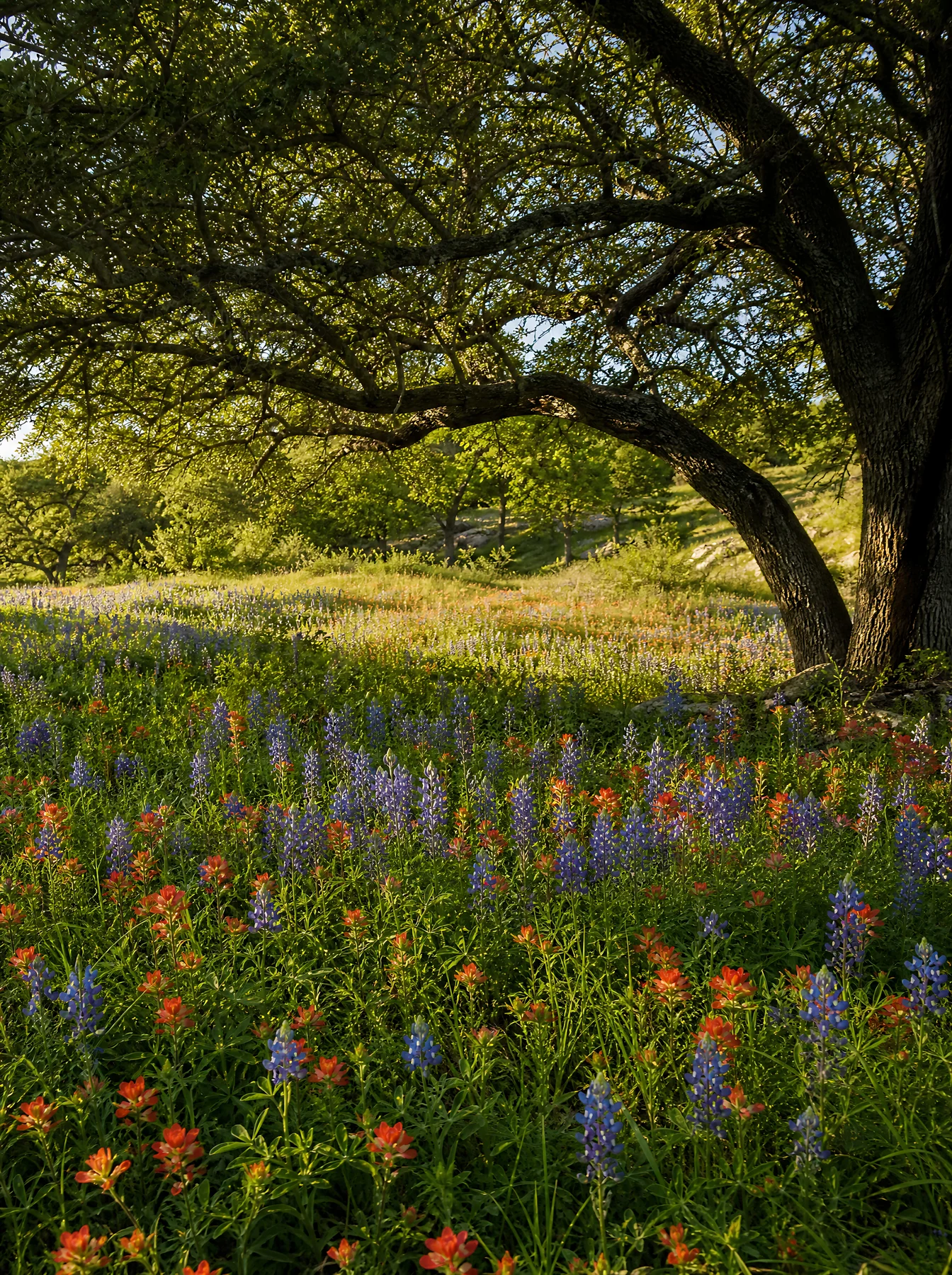 Paintbrush lupine meadow with trees on a sunny day - AI-generated stock image