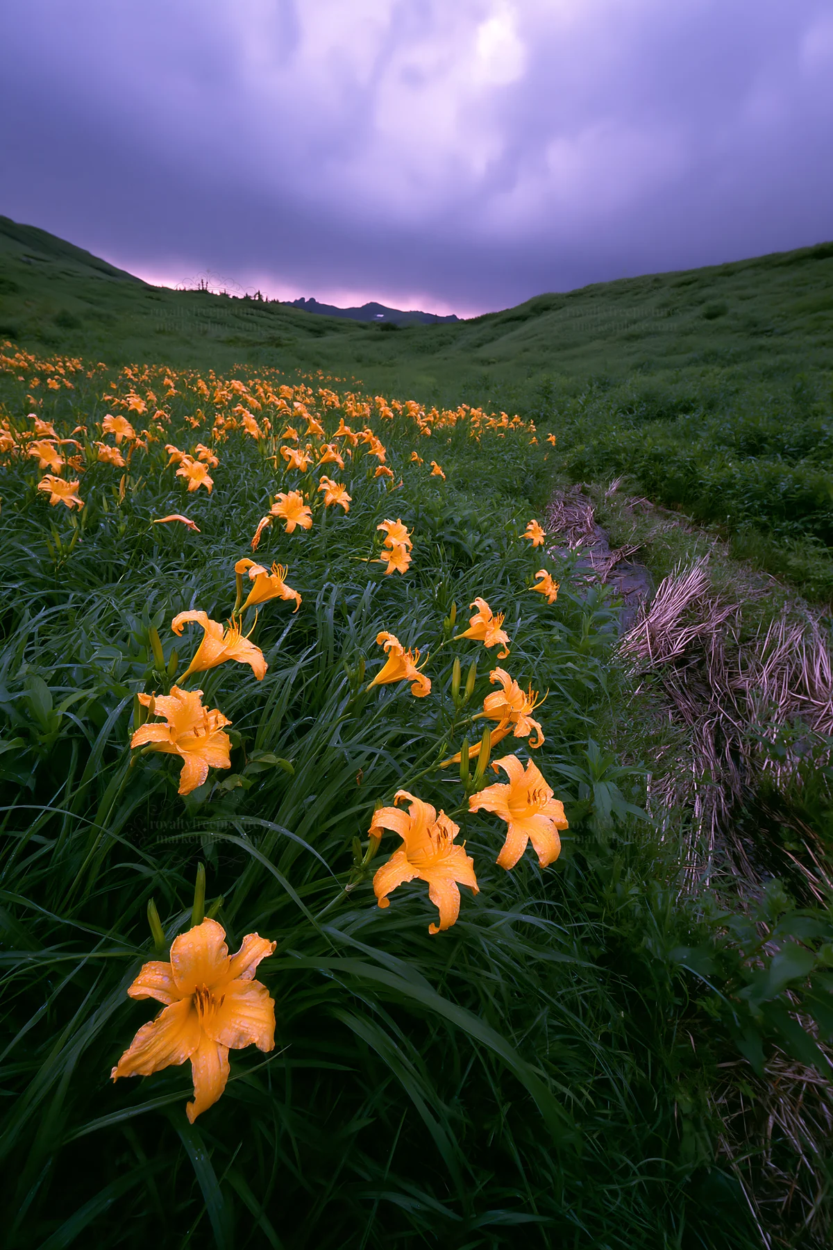 Daylilies bloom at Kirigamine Highland during twilight - AI-generated stock image
