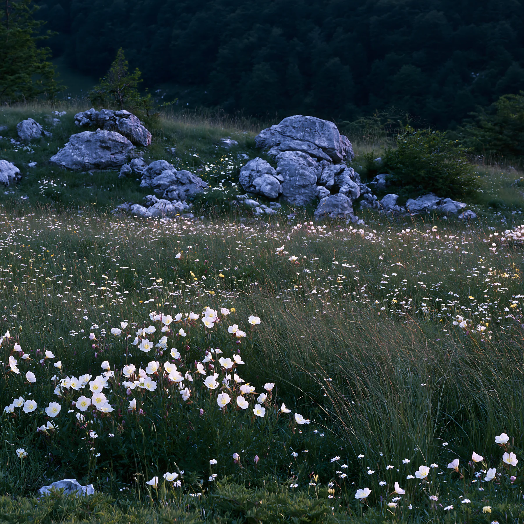 Night-blooming flowers in a meadow with rocks - AI-generated stock image