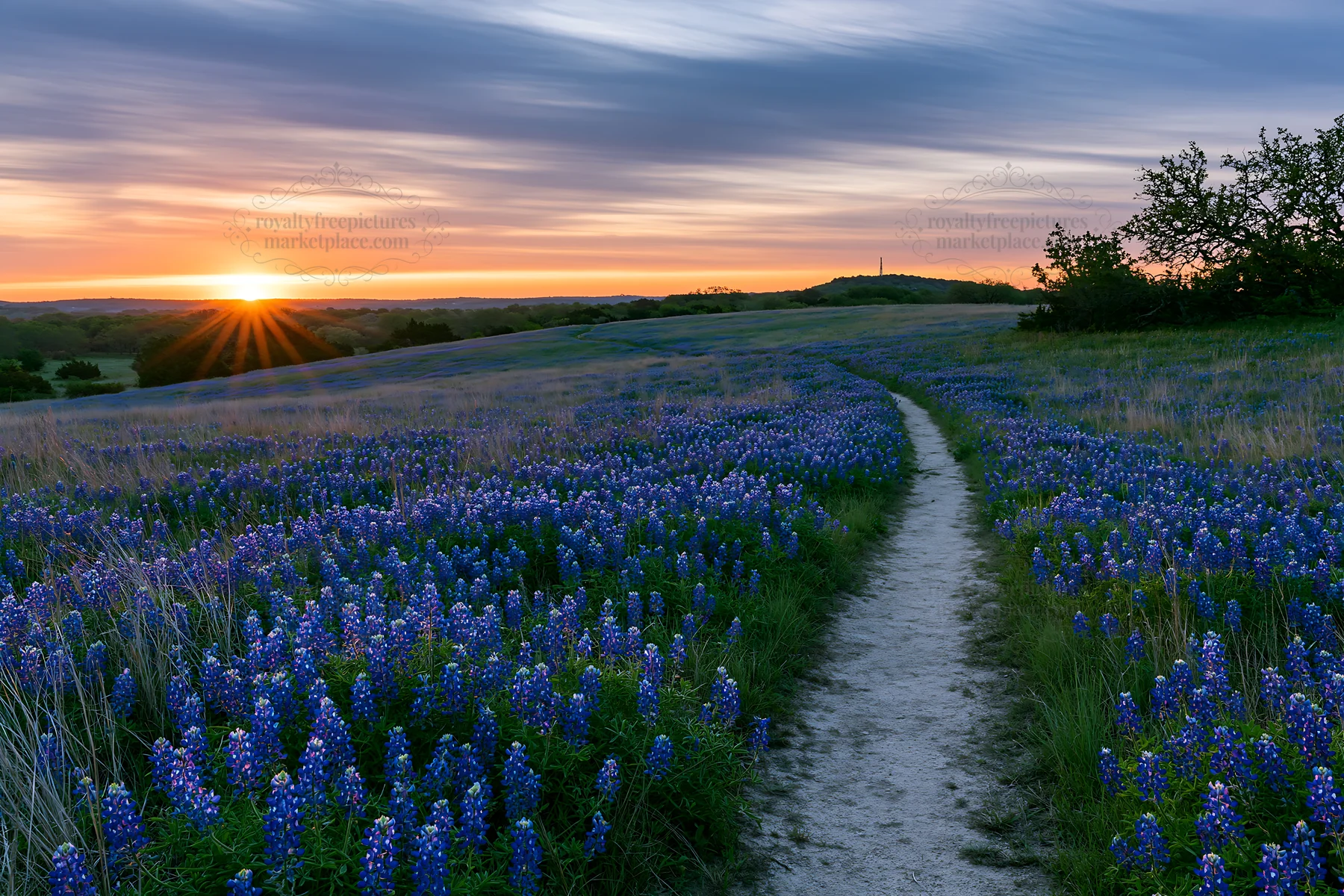 Sunrise over bluebonnet meadow with walking path - AI-generated stock image