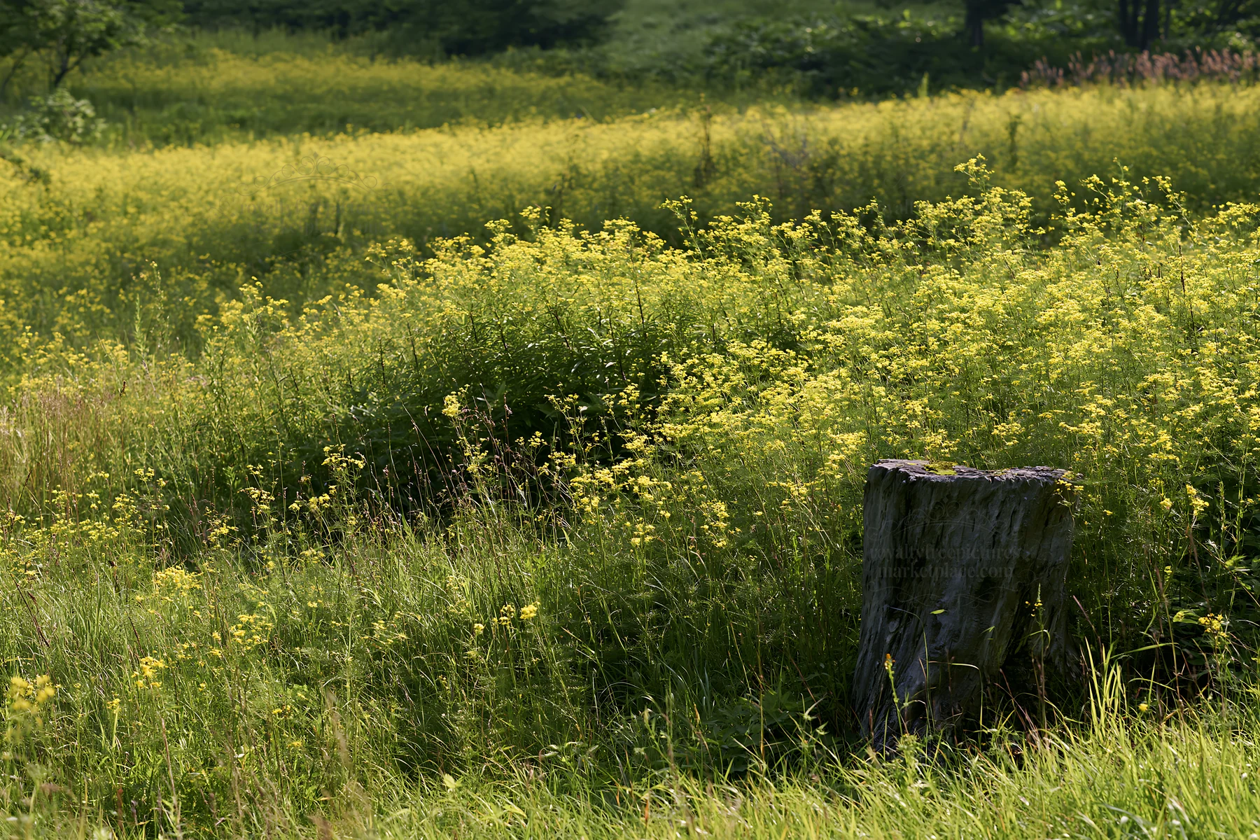 Fukushima native meadow with weathered stump - AI-generated stock image