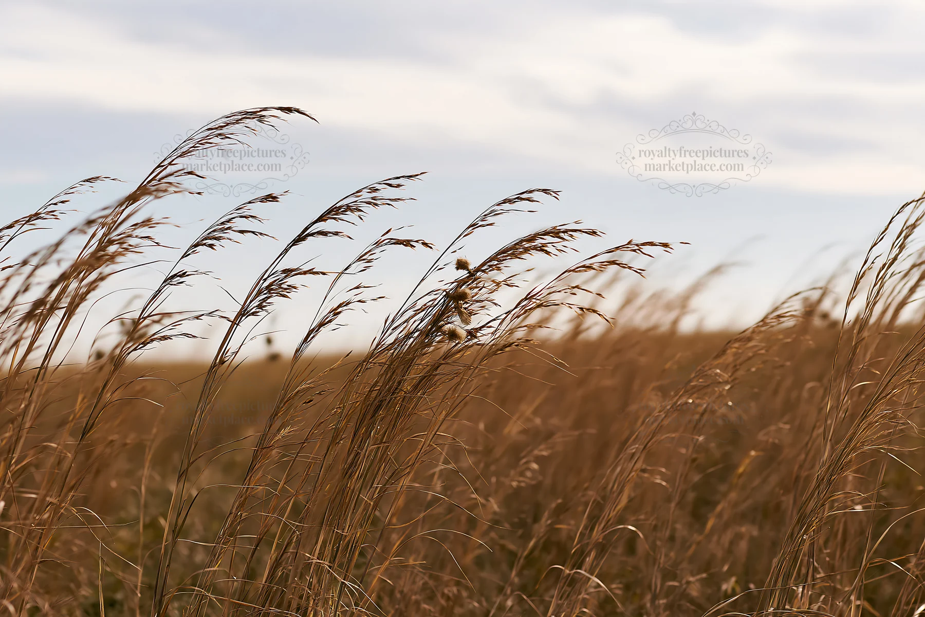 Seedhead meadow with grass swaying in the wind - AI-generated stock image