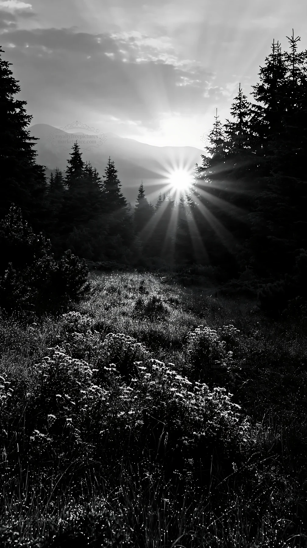 Black and white bucegi Mountains meadow light rays with sun and trees - AI-generated stock image