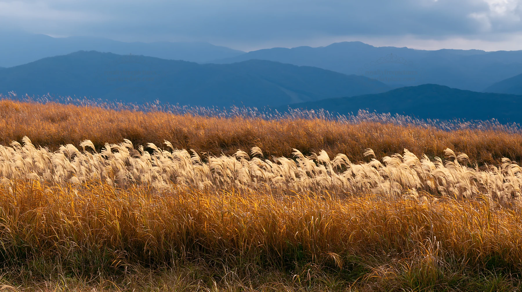 Iwate rain refreshed meadow seedhead foreground - AI-generated stock image