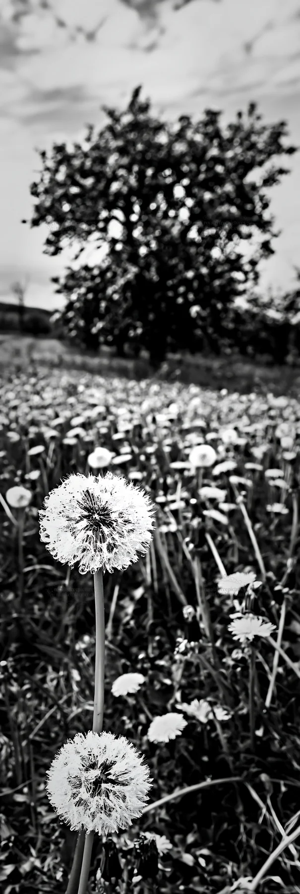 Dandelion meadow with tree in background - AI-generated stock image