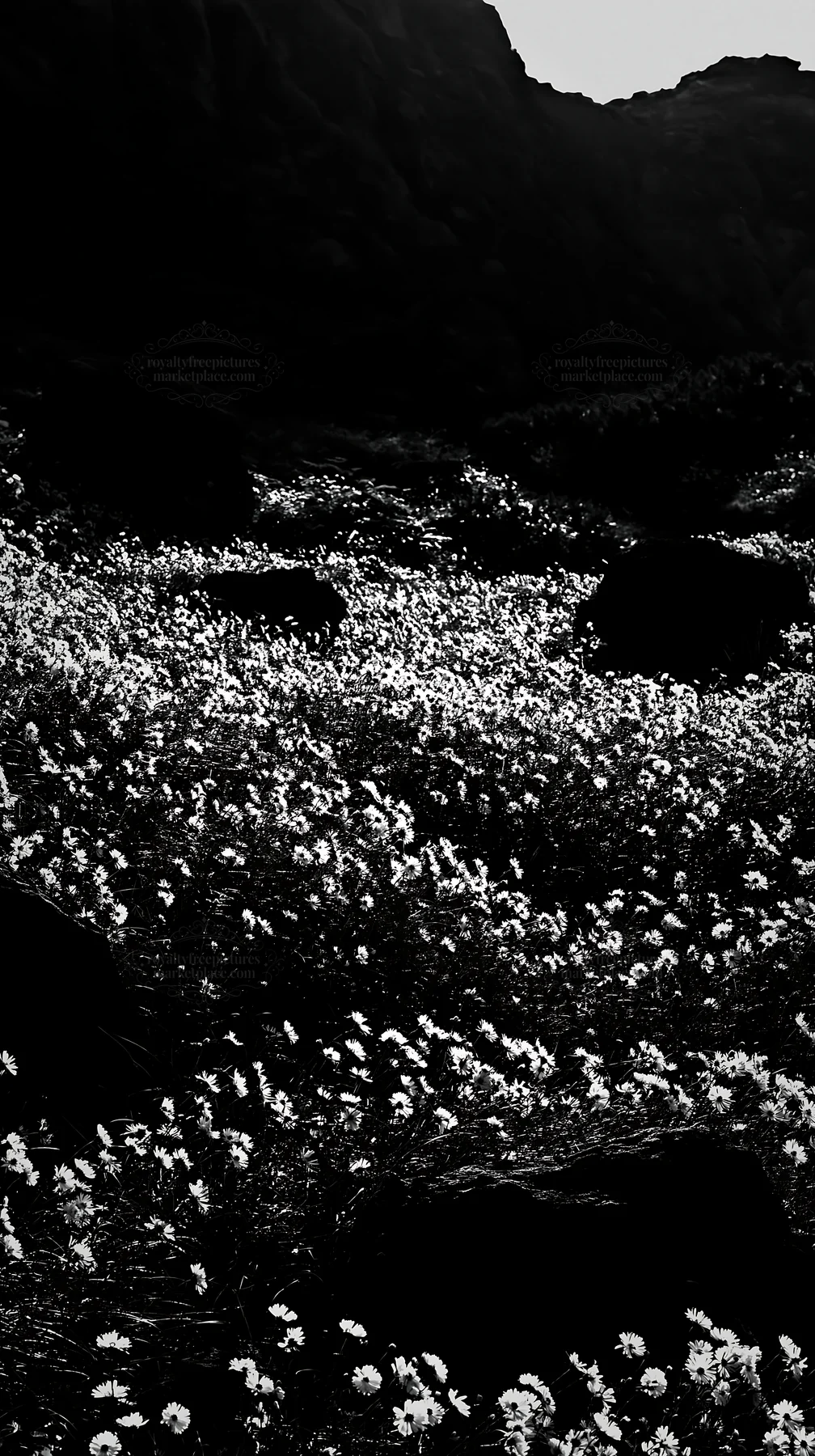 Yamanashi meadow with basalt stones and white flowers - AI-generated stock image