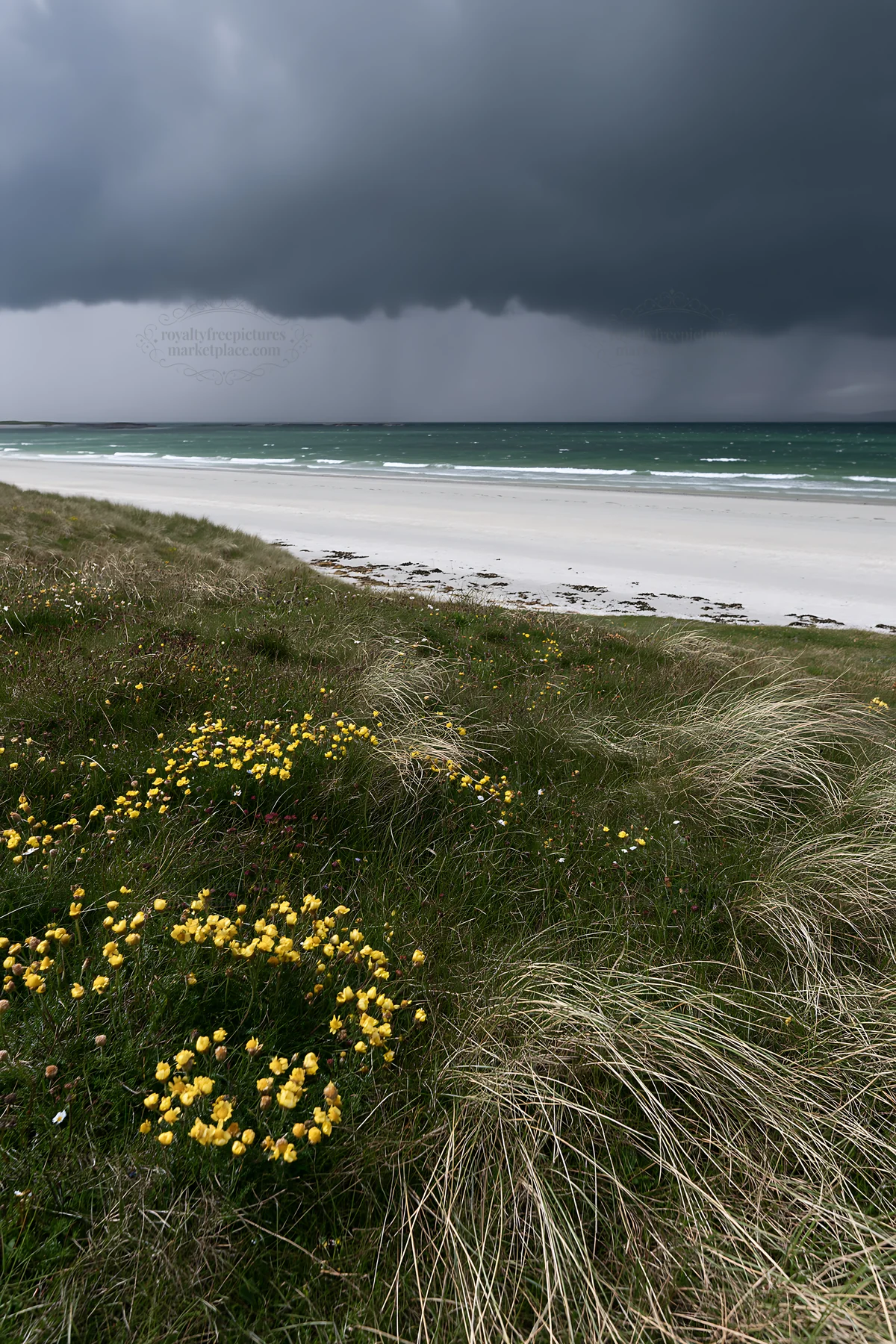 Climate-resilient meadow with dark clouds over sandy beach - AI-generated stock image