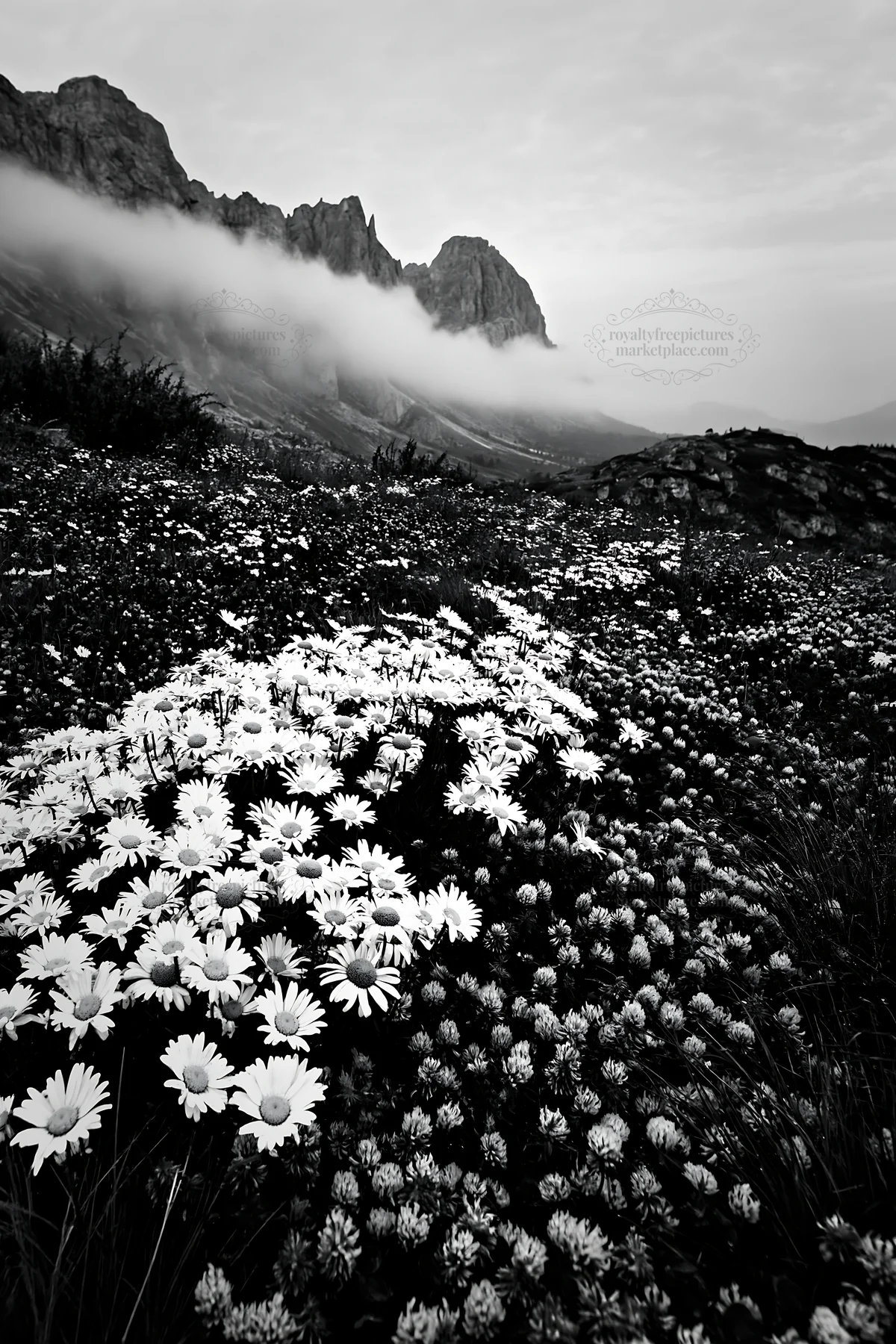Black and white colorful daisy meadow with mountains and fog in the background - AI-generated stock image