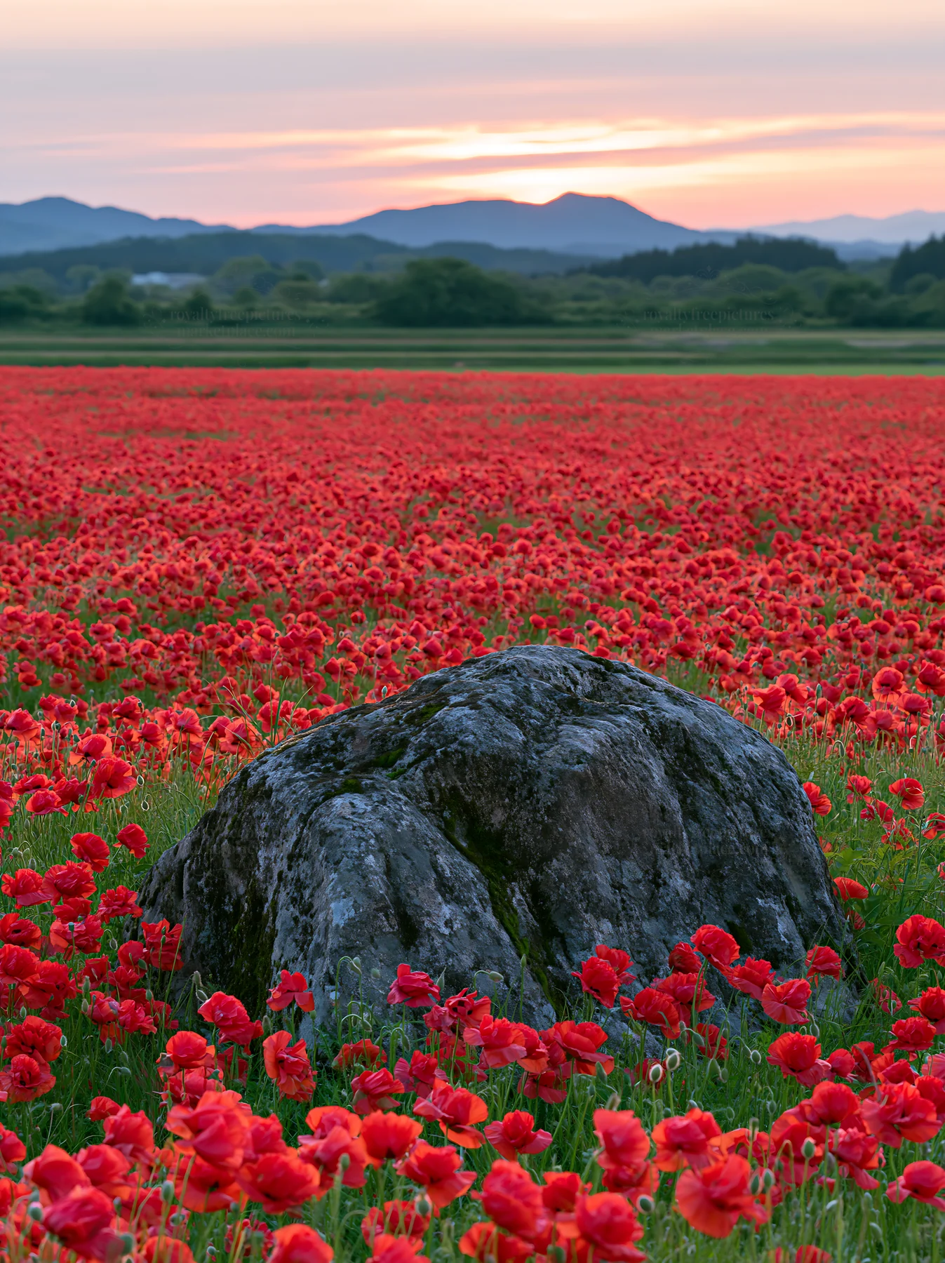 Miyagi spring recovery meadow mossy stone at sunset - AI-generated stock image
