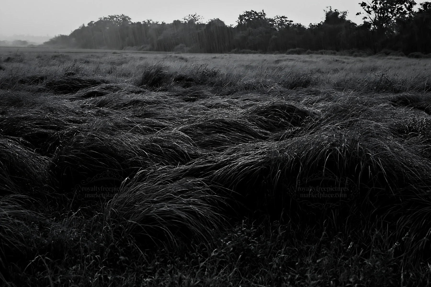 Black and white kochi monsoon meadow rain beaded grasses in a lush landscape - AI-generated stock image