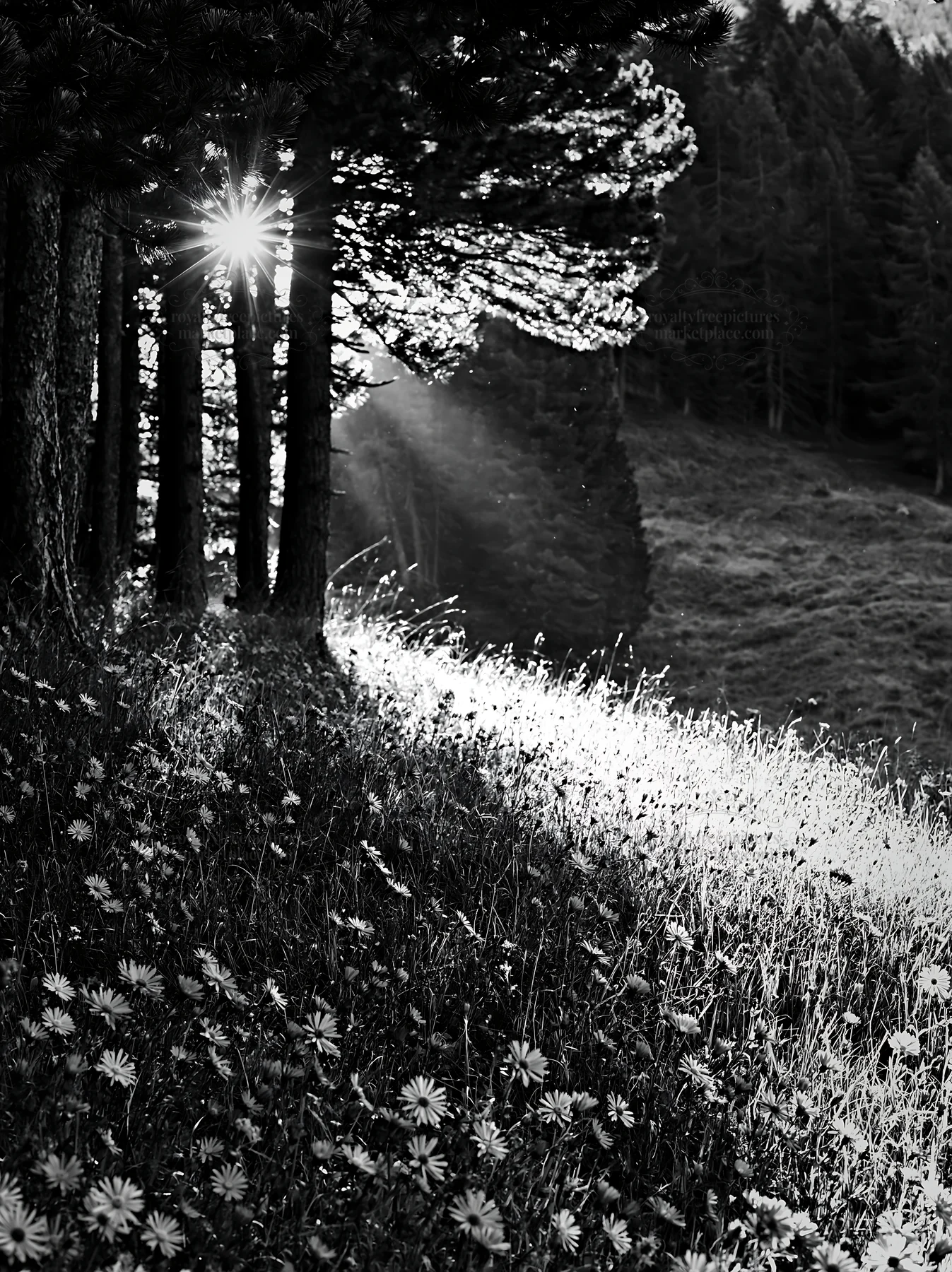 Sunbeams shining through trees in Alpe di Siusi meadow - AI-generated stock image