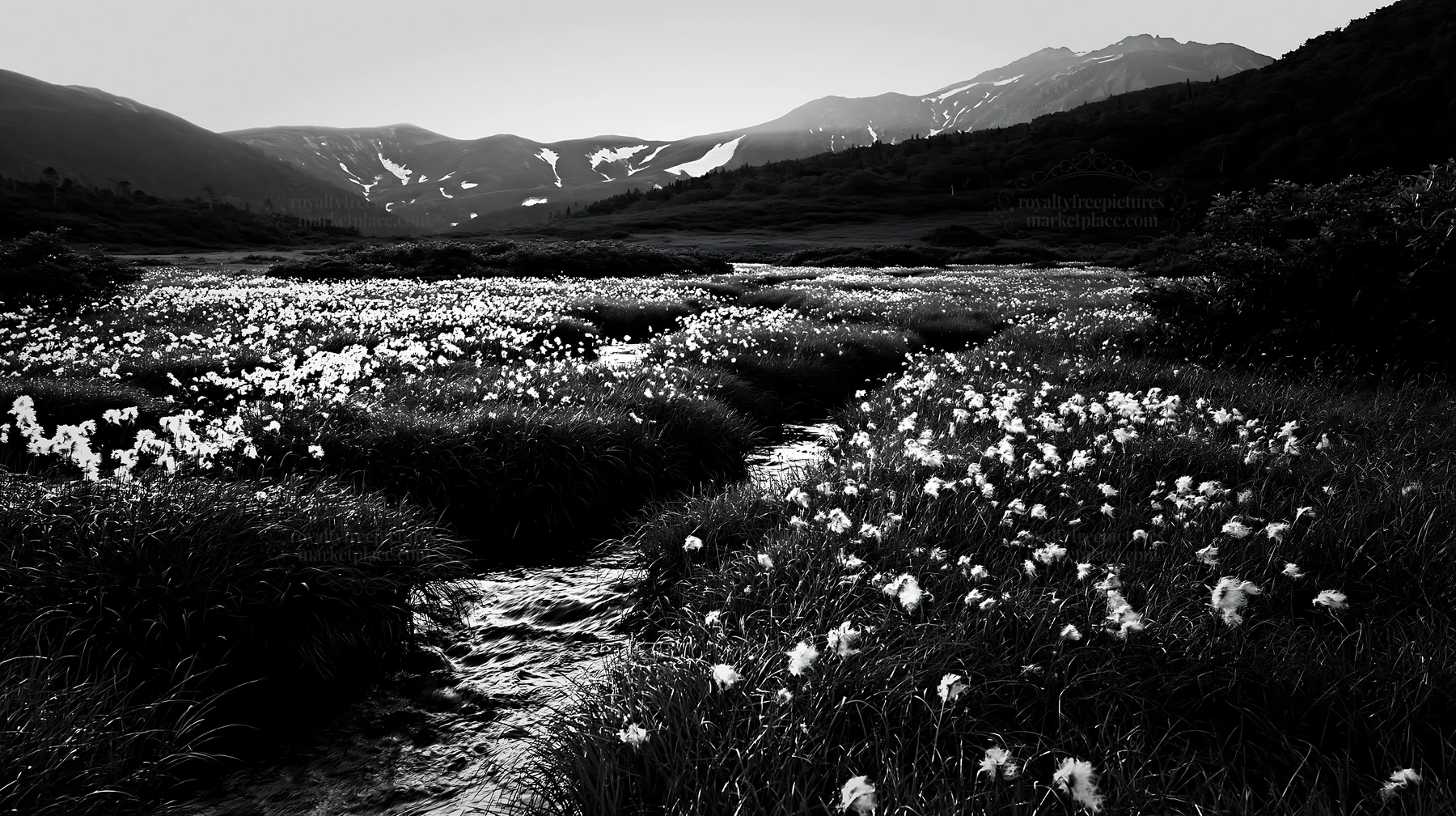 Akita snowmelt meadow with silver grasses and stream - AI-generated stock image