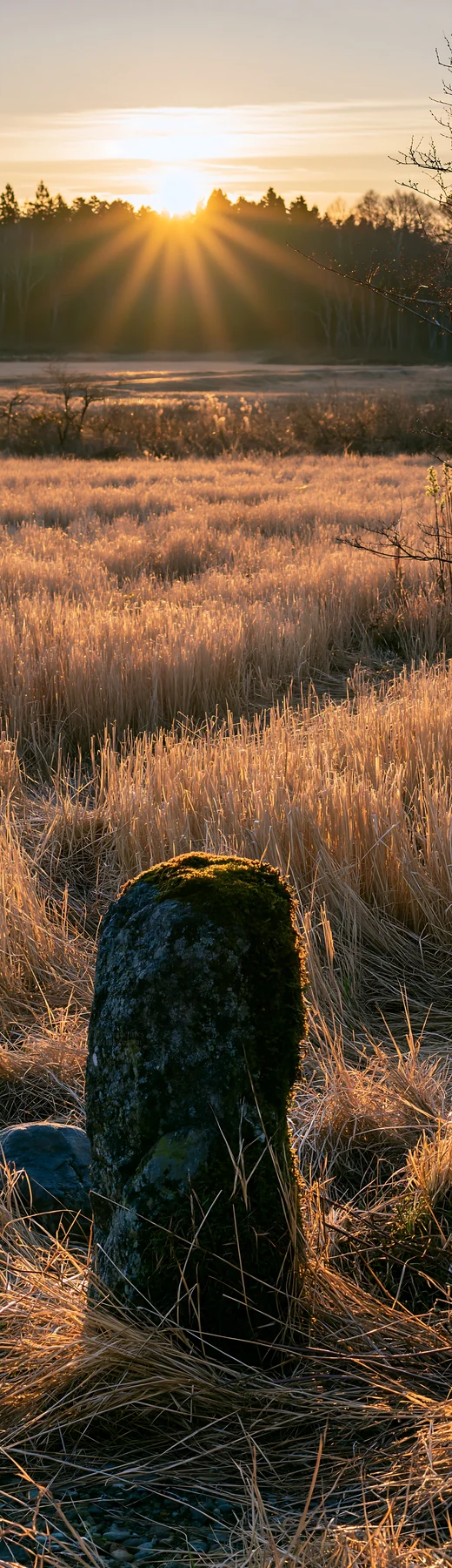 Miyagi spring recovery meadow mossy stone at sunrise - AI-generated stock image