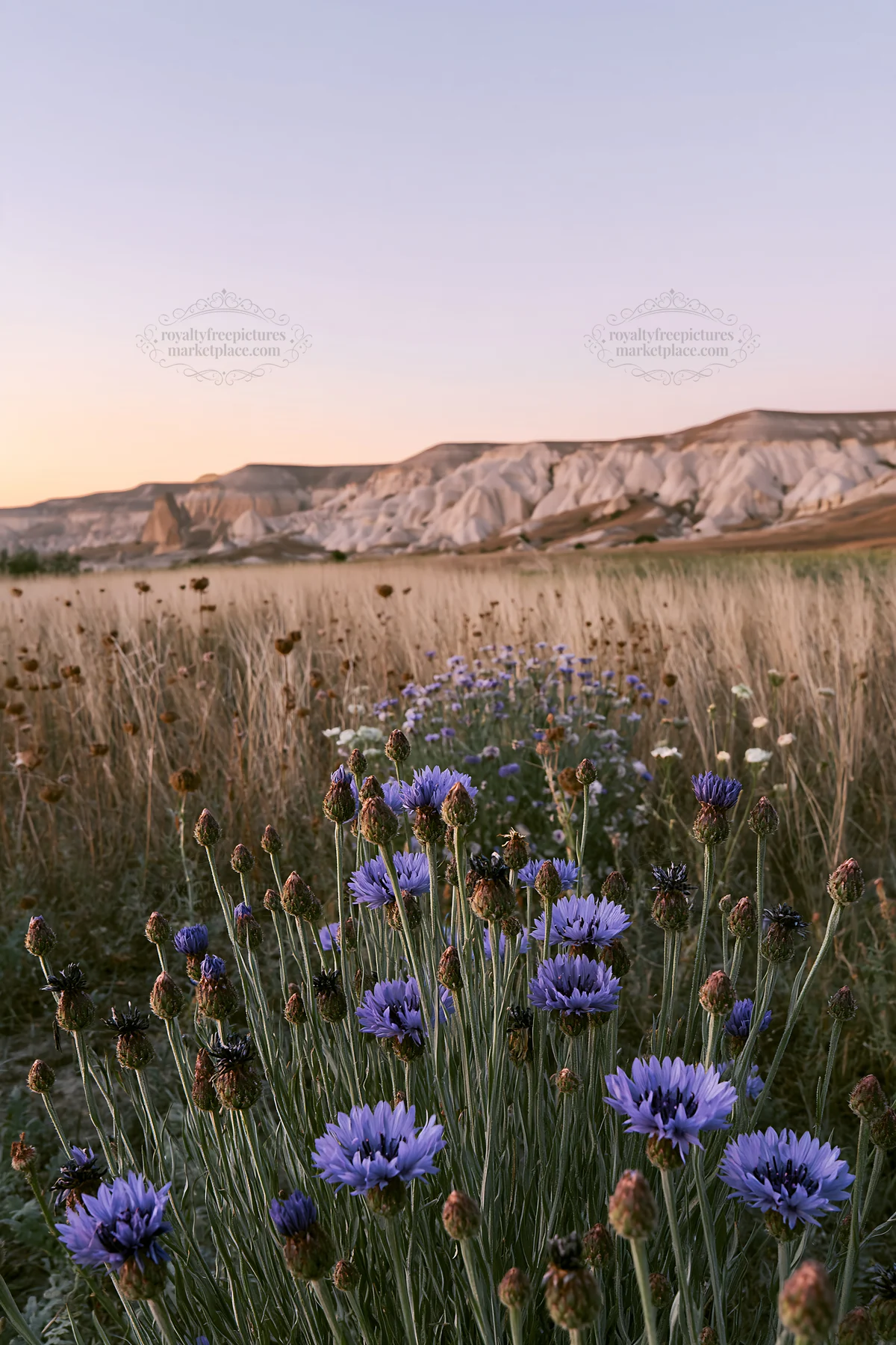Cornflower meadow with hills in the background during sunset - AI-generated stock image