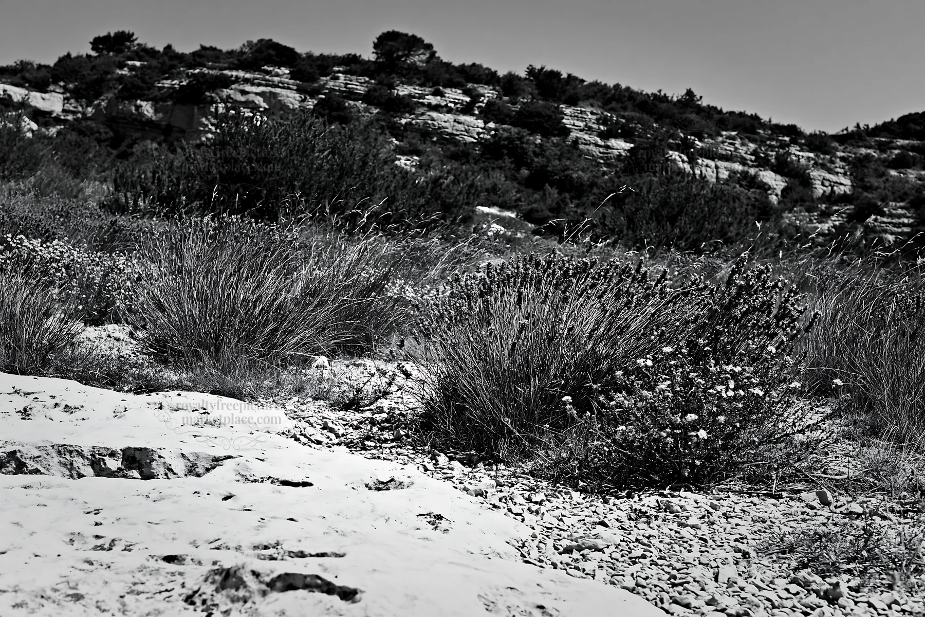 Black and white drought-tolerant meadow with flowers and rocky terrain - AI-generated stock image
