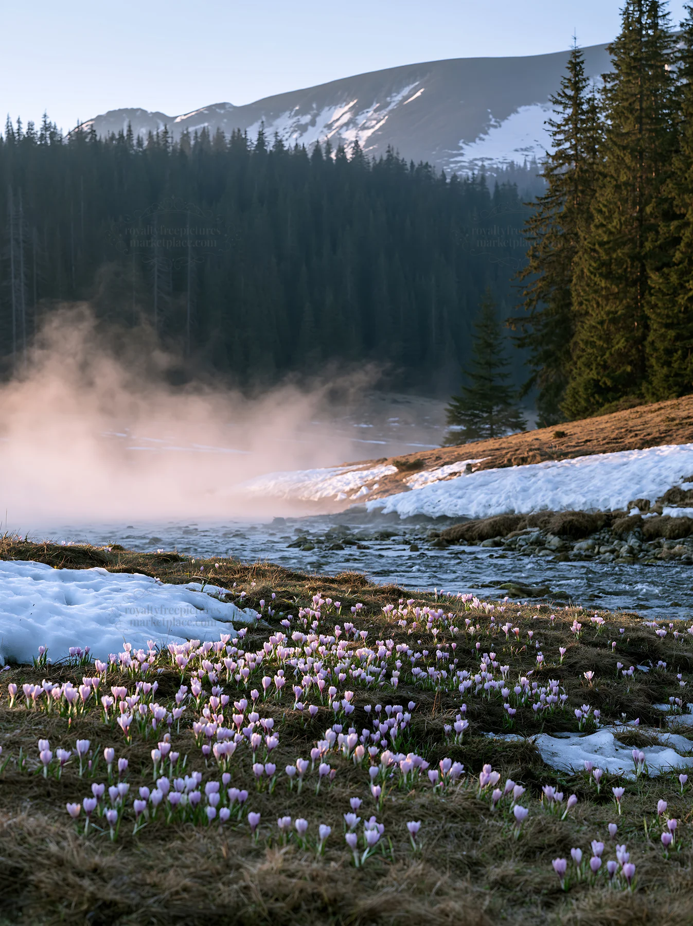 Snowmelt meadow with flowers near a river and mountains - AI-generated stock image
