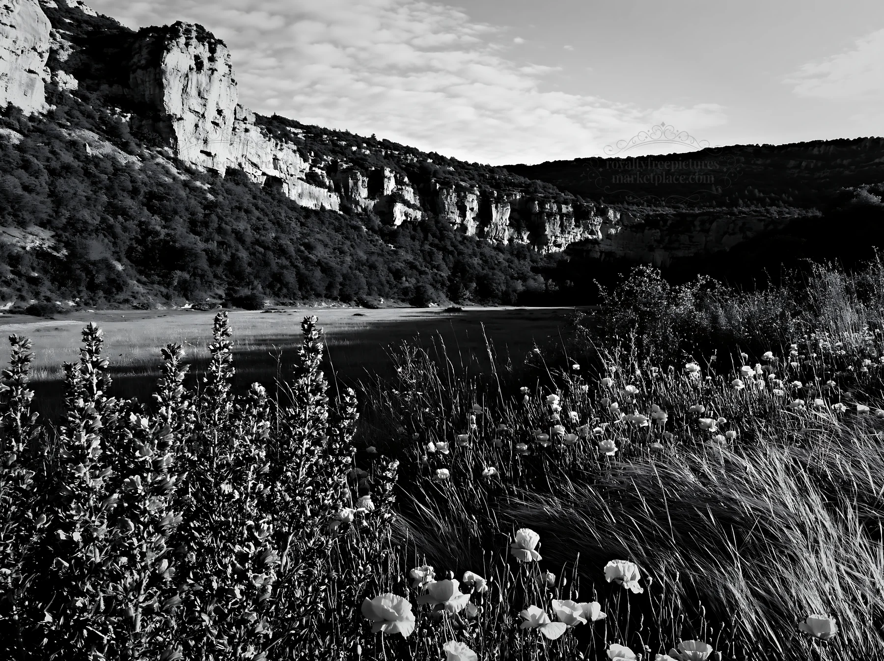 Poppy larkspur meadow by the cliffs at sunset - AI-generated stock image