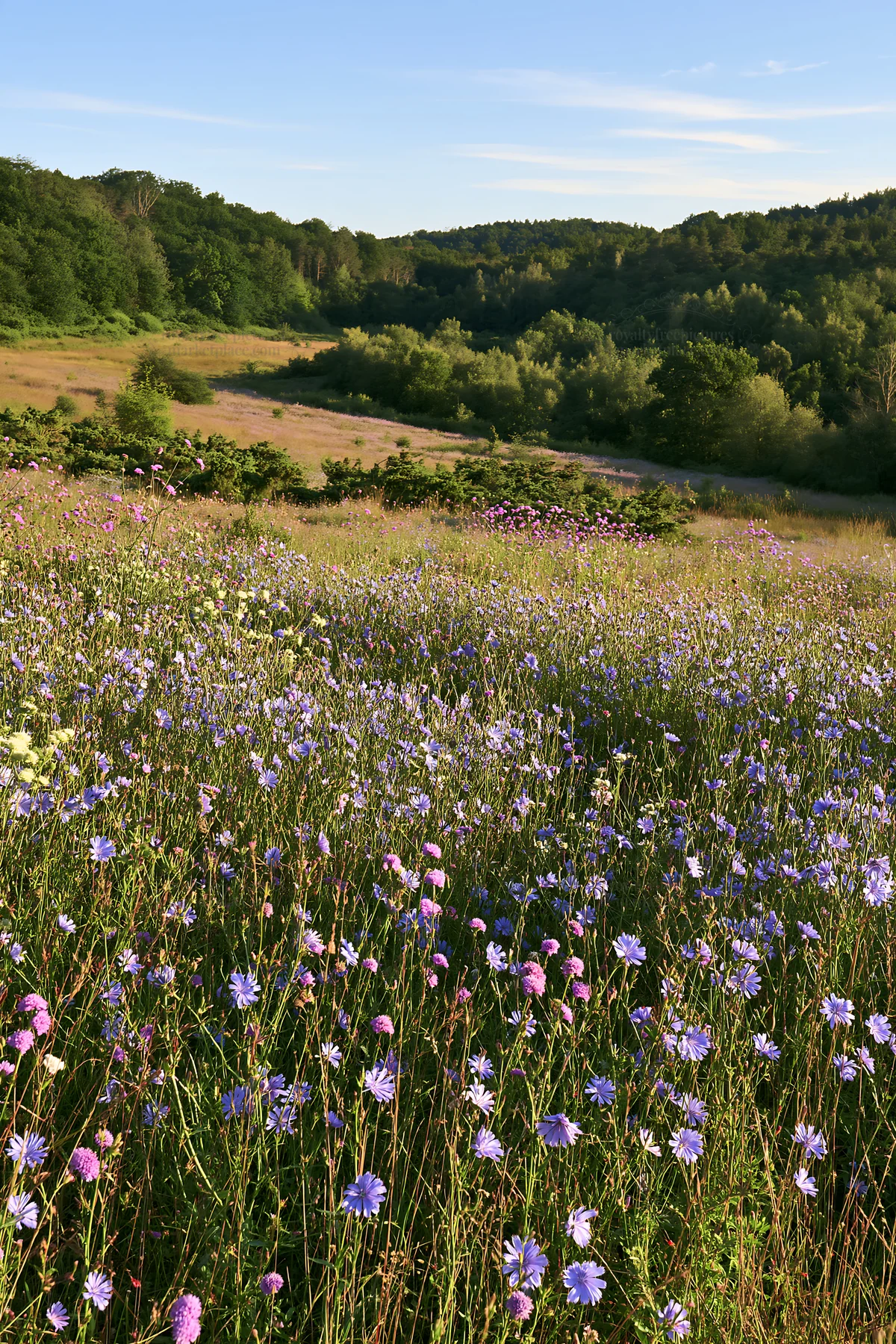 Sainfoin chicory meadow in summer sunlight - AI-generated stock image