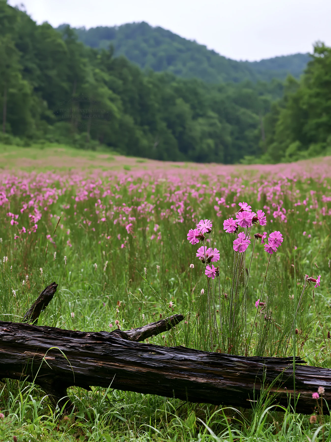Yamagata rewilded meadow with fallen branch in foreground - AI-generated stock image