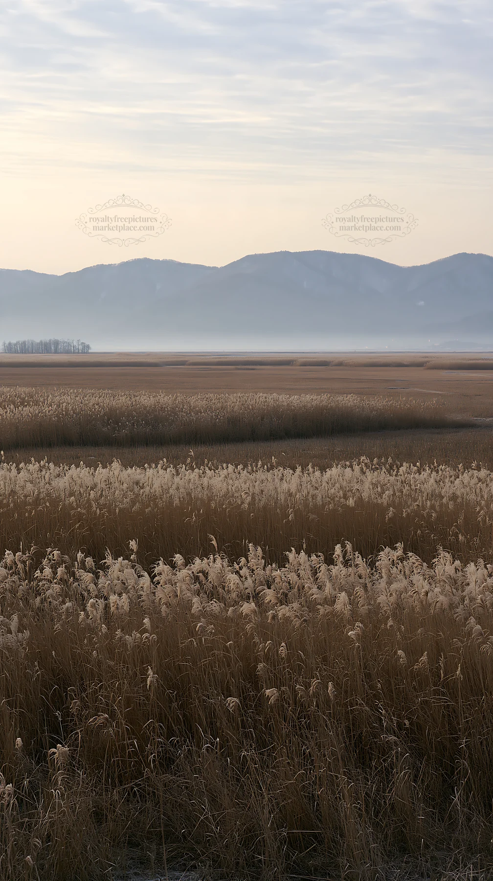 Shiga wetland meadow with reeds during clear weather - AI-generated stock image