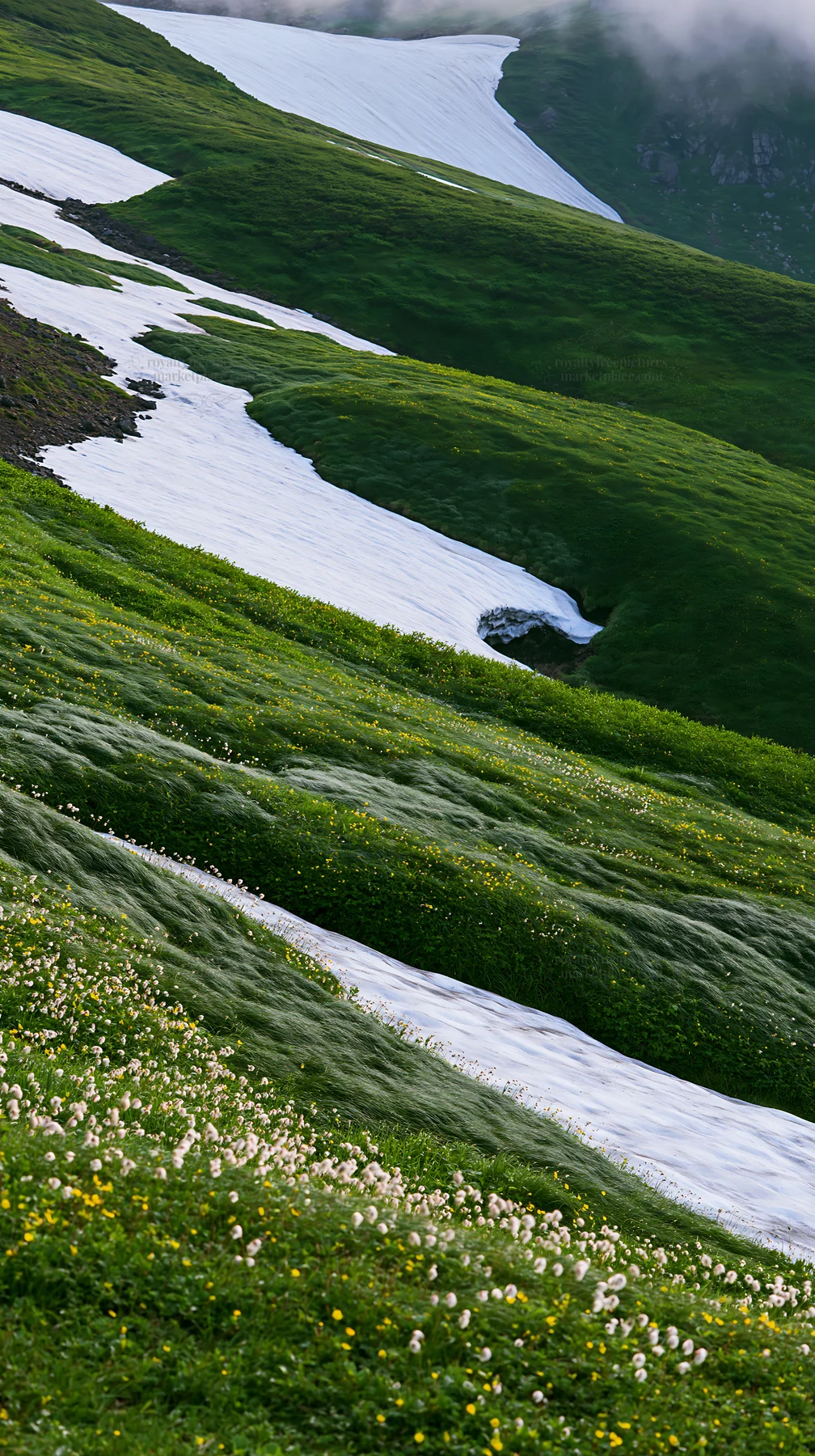 Akita snowmelt meadow with silver grasses and flowing water - AI-generated stock image