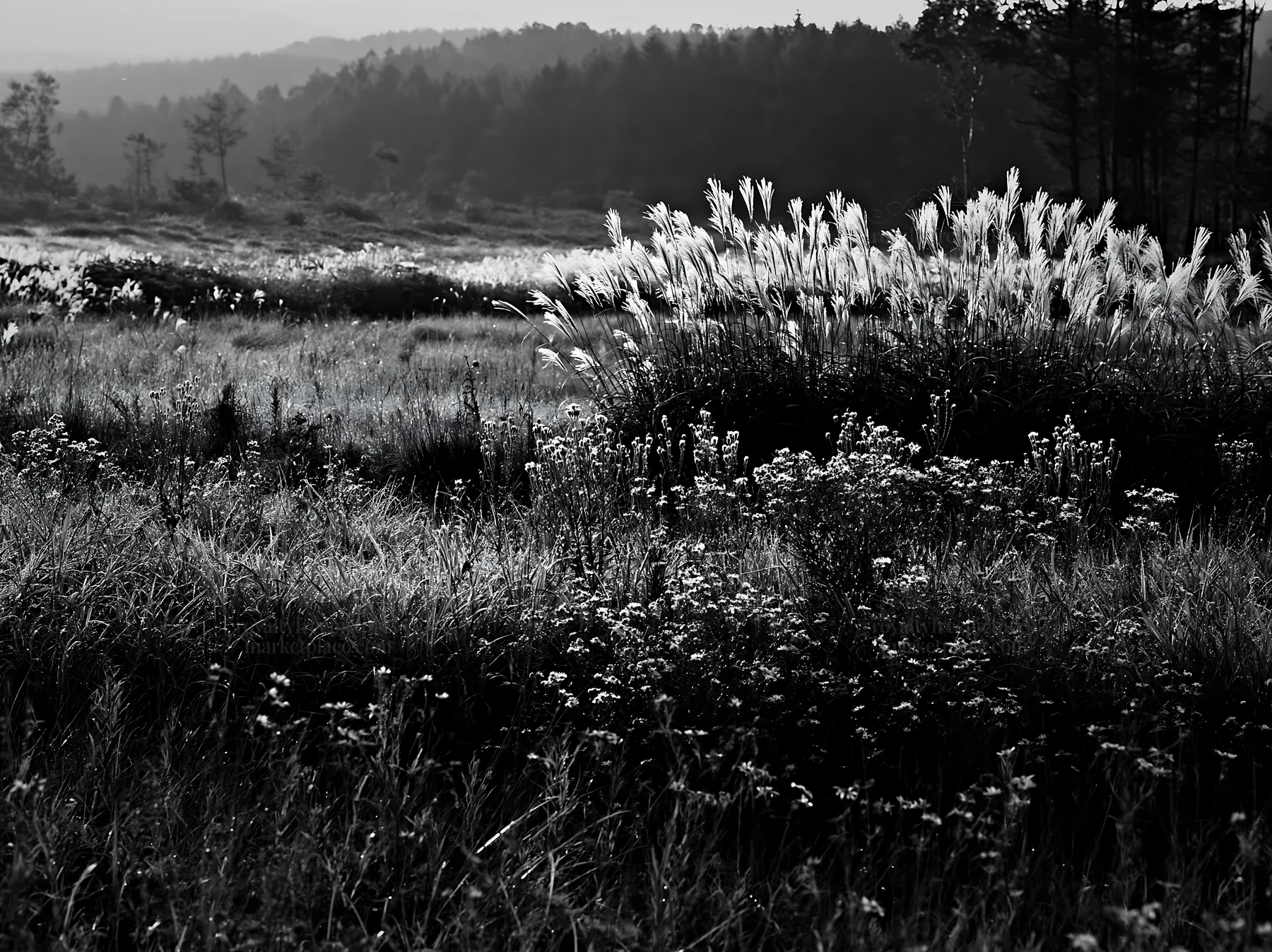 Dew on Nagano silver grass meadow in monochrome - AI-generated stock image