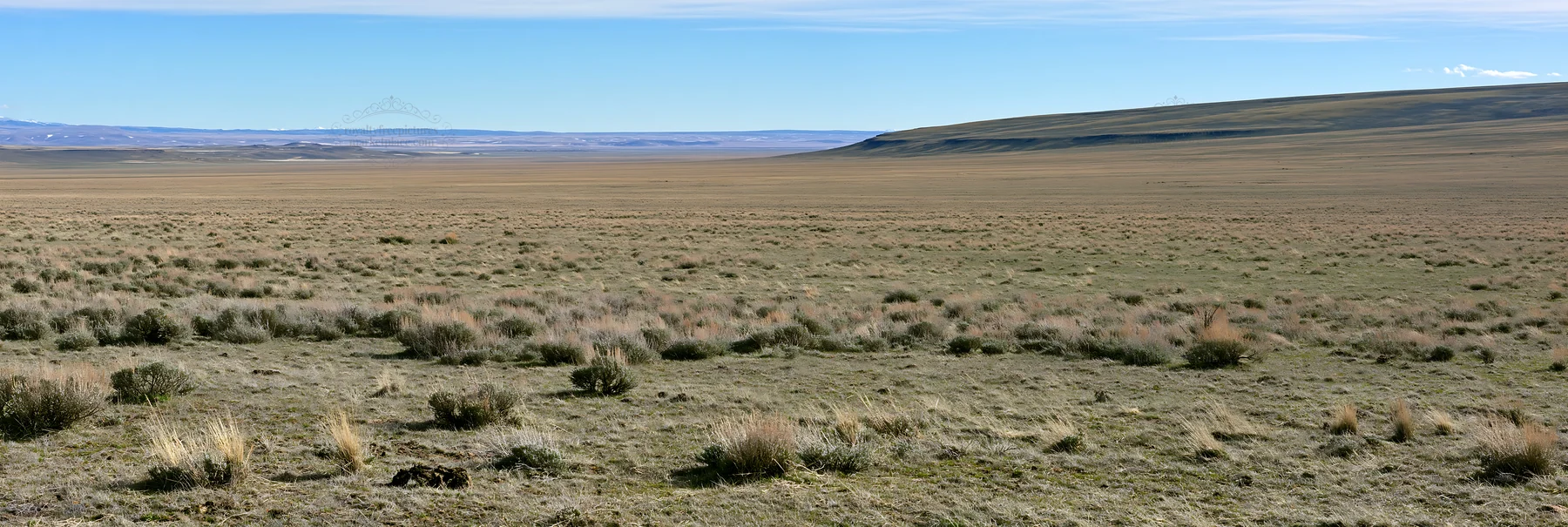 Drought-tolerant meadow with sparse vegetation under blue sky - AI-generated stock image