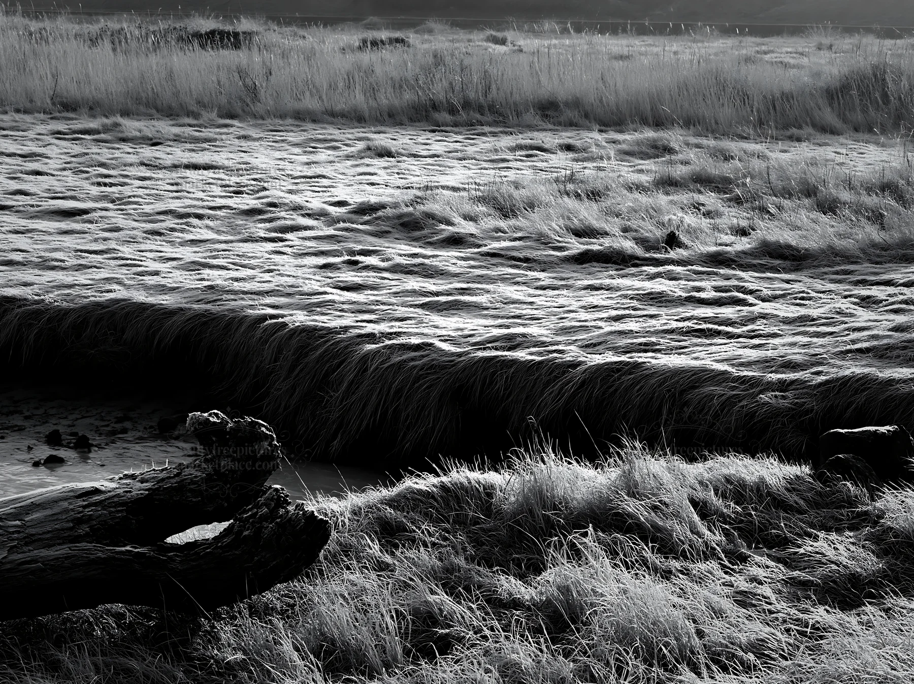 Black and white nagasaki coastal meadow driftwood foreground mood - AI-generated stock image