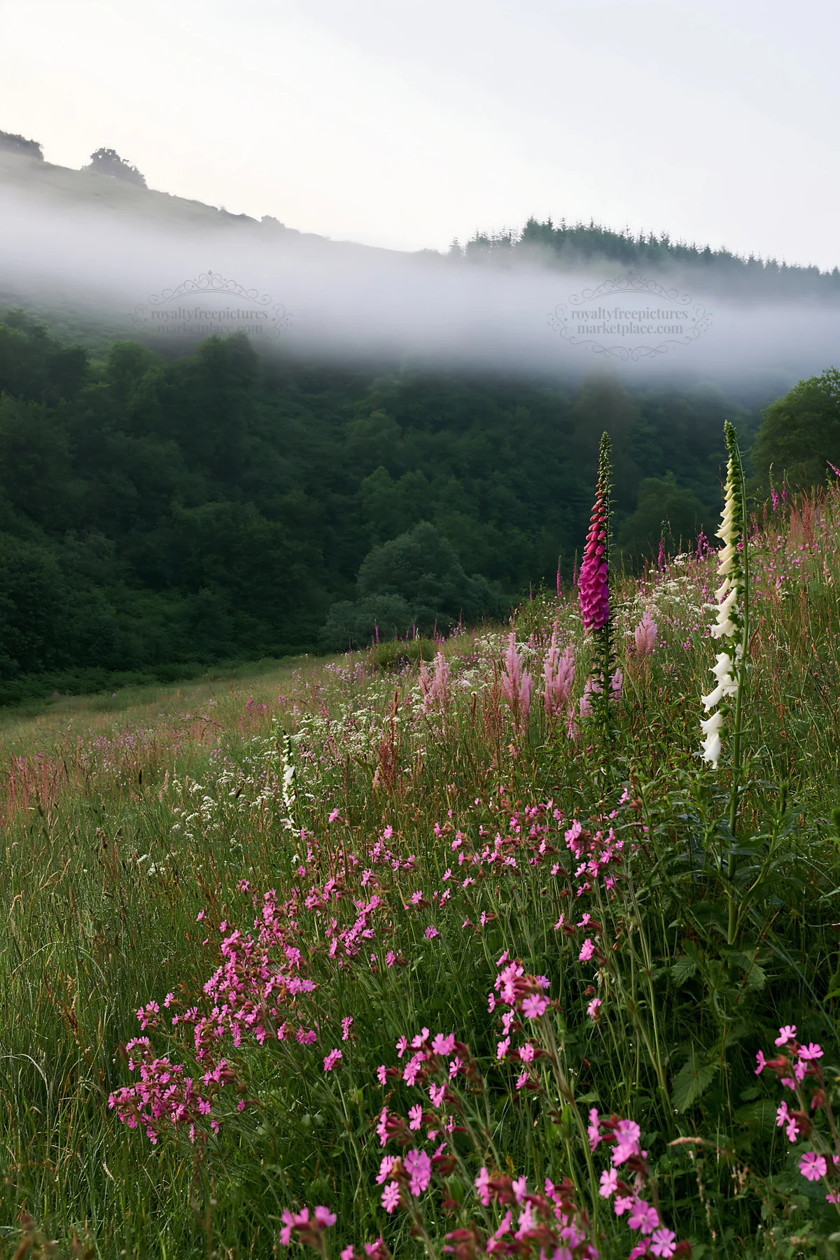 Meadow with campion and mist in green landscape - AI-generated stock image