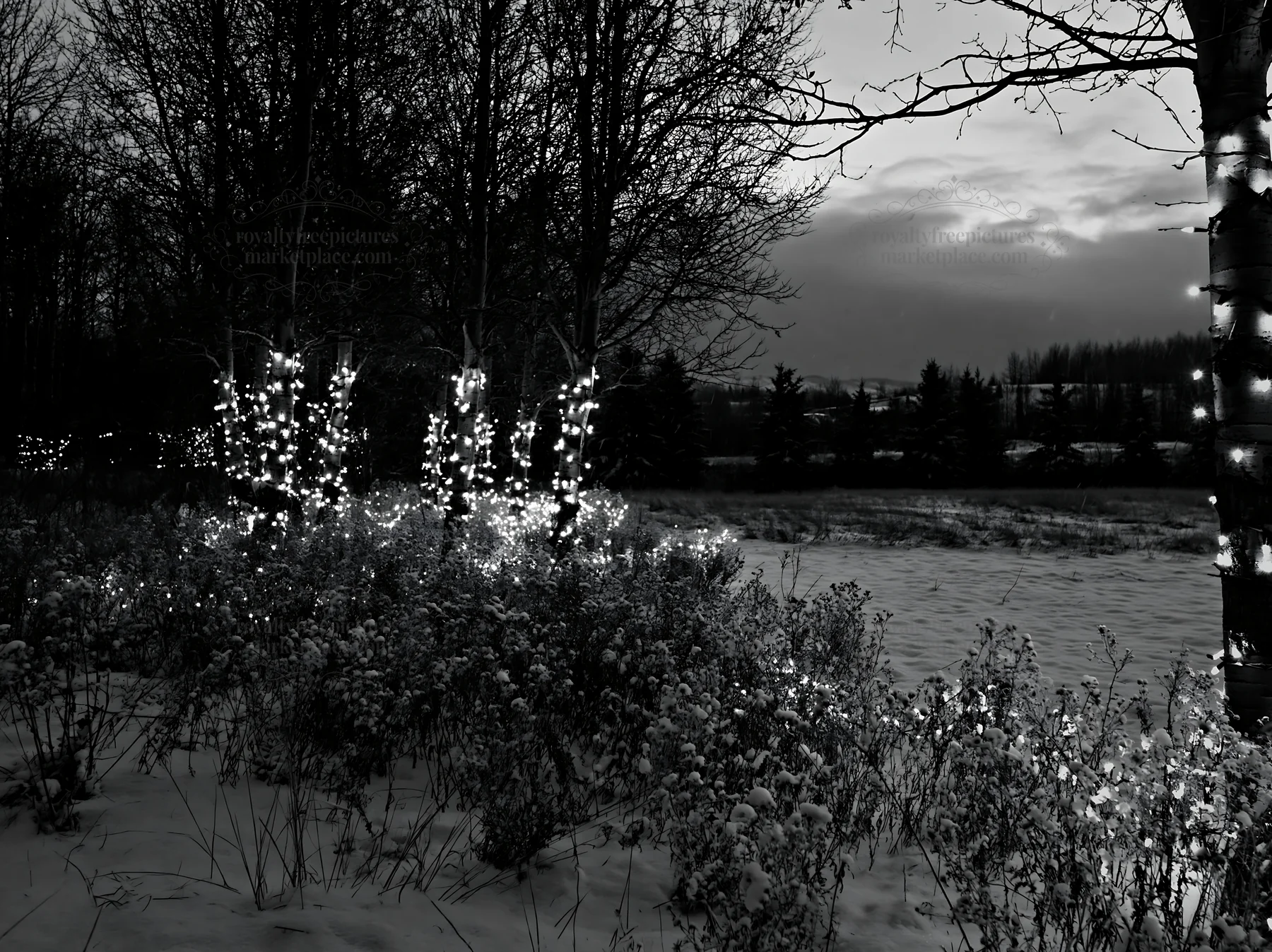Wide Christmas meadow with native flowers and fairy lights - AI-generated stock image