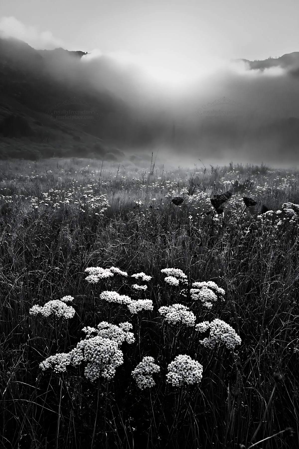 Black and white cloudy foothill meadow with wildflowers and morning light - AI-generated stock image