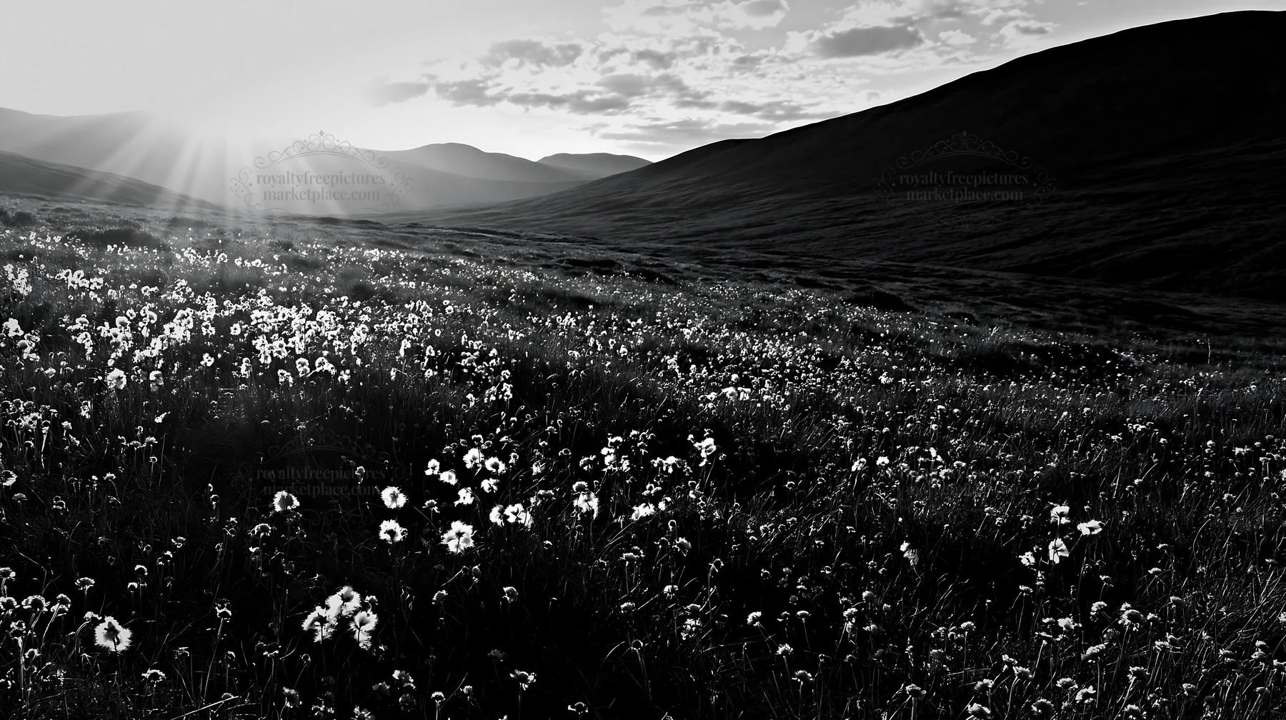 Black and white crepuscular rays meadow with flowers and mountains in the background - AI-generated stock image