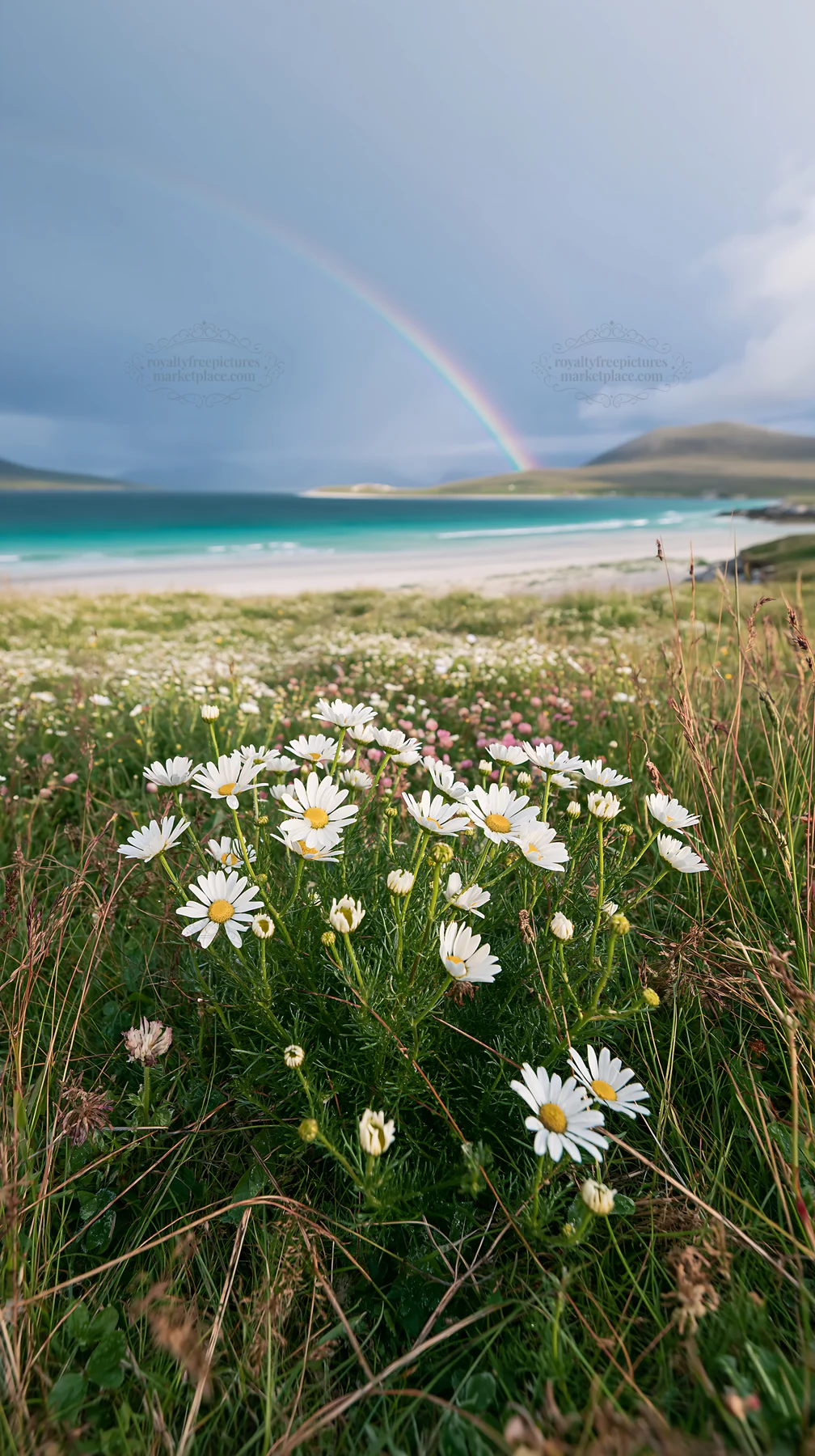 Chamomile meadow for wellness campaign with a rainbow in background - AI-generated stock image