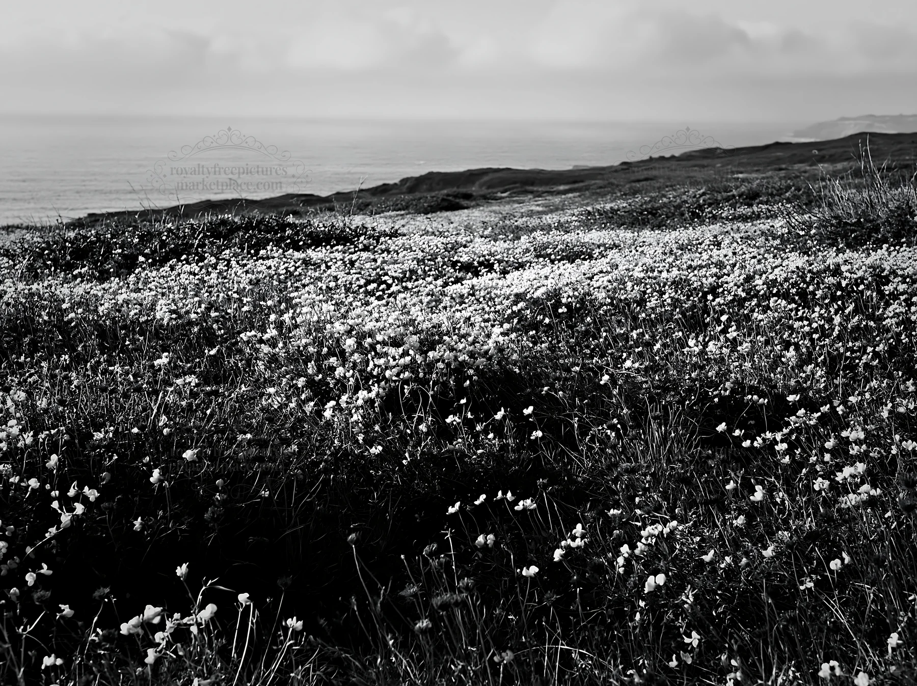 Portuguese meadow with flowers above Atlantic coast - AI-generated stock image