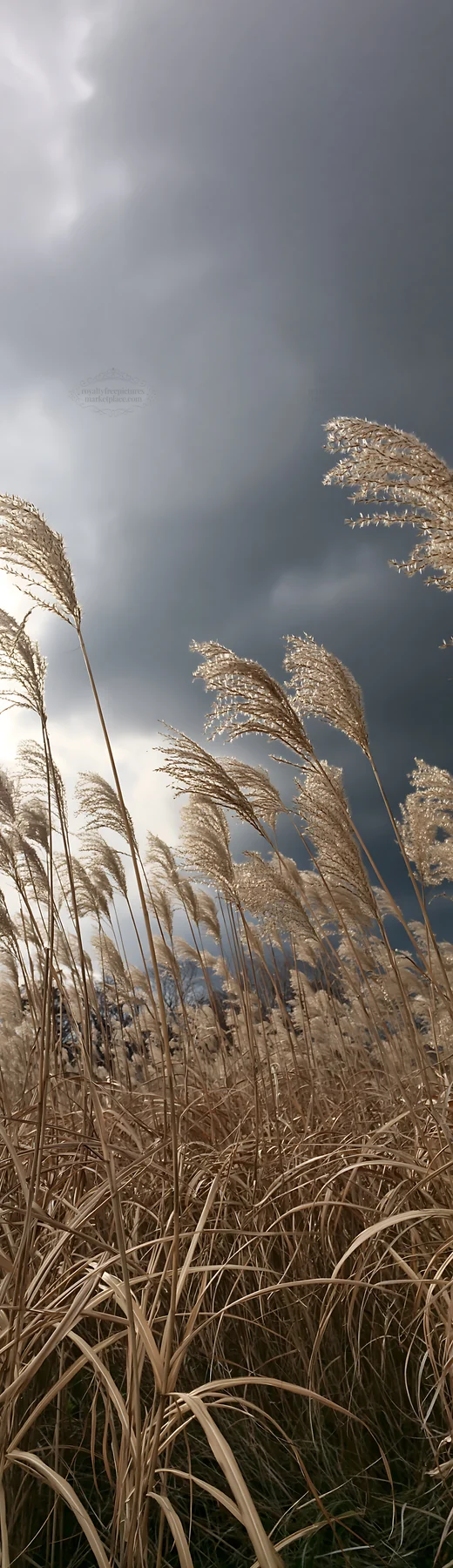Hokkaido silver grass meadow with dark clouds in the background - AI-generated stock image
