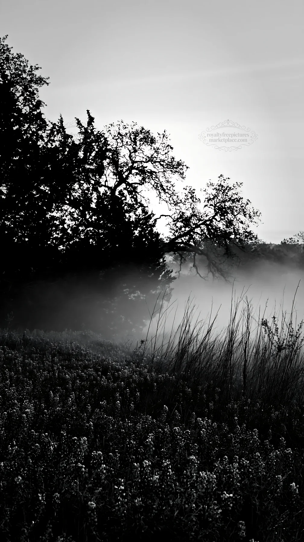 Bluebonnet meadow at sunrise with mist in the background - AI-generated stock image