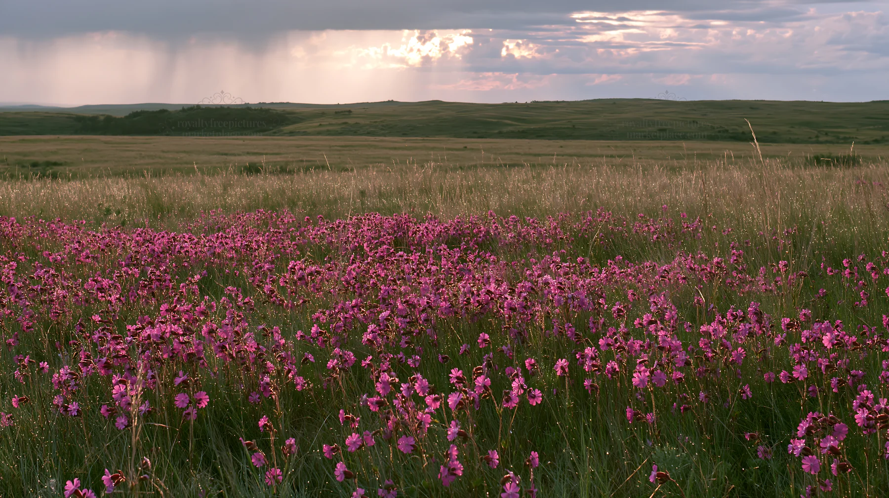 Silver dew meadow with blooming flowers under cloudy sky - AI-generated stock image