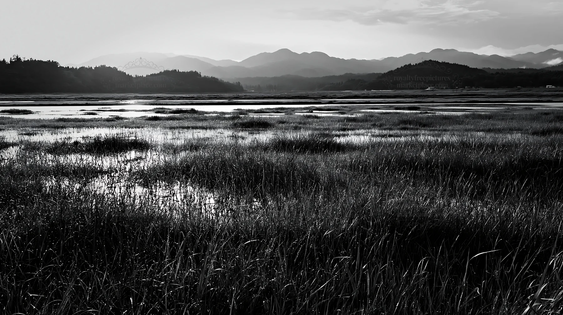 Dew on meadow in Niigata floodplain during early morning light - AI-generated stock image