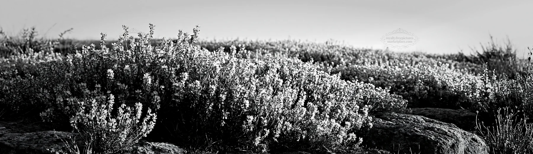 Black and white kyoto spring wildflower meadow stone foreground - AI-generated stock image