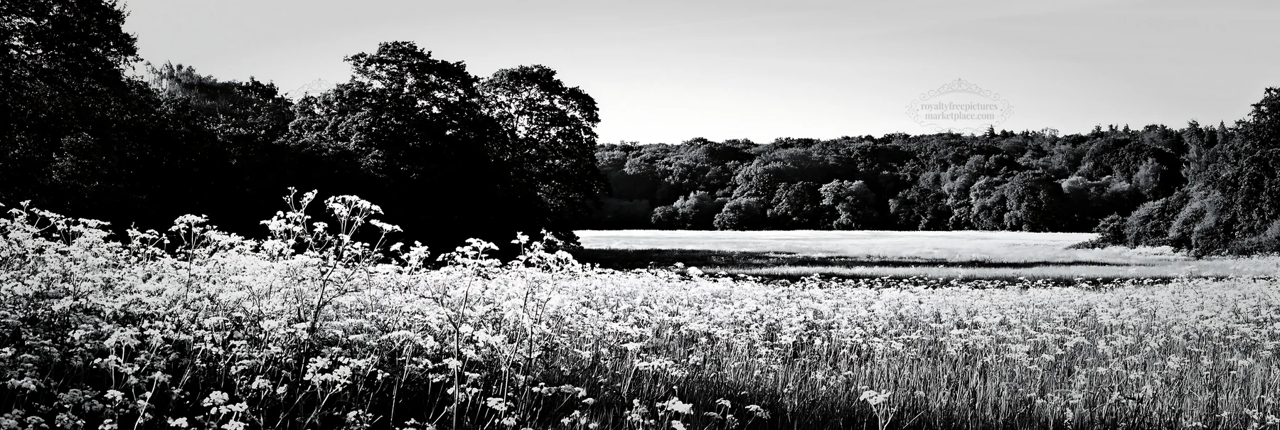 Black and white cow parsley meadow in a sunny landscape - AI-generated stock image