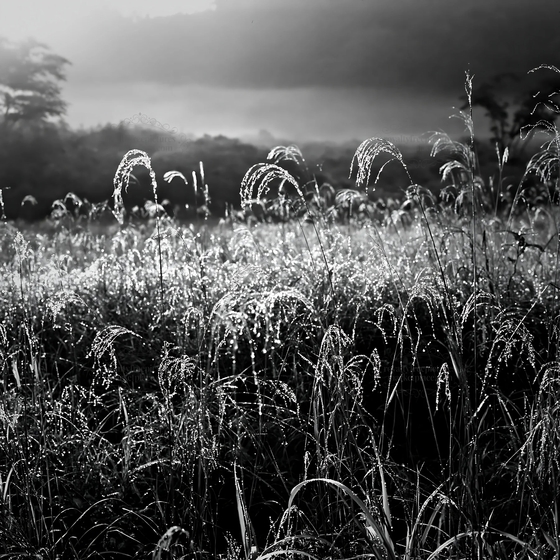 Black and white iwate rain refreshed meadow seedhead foreground - AI-generated stock image