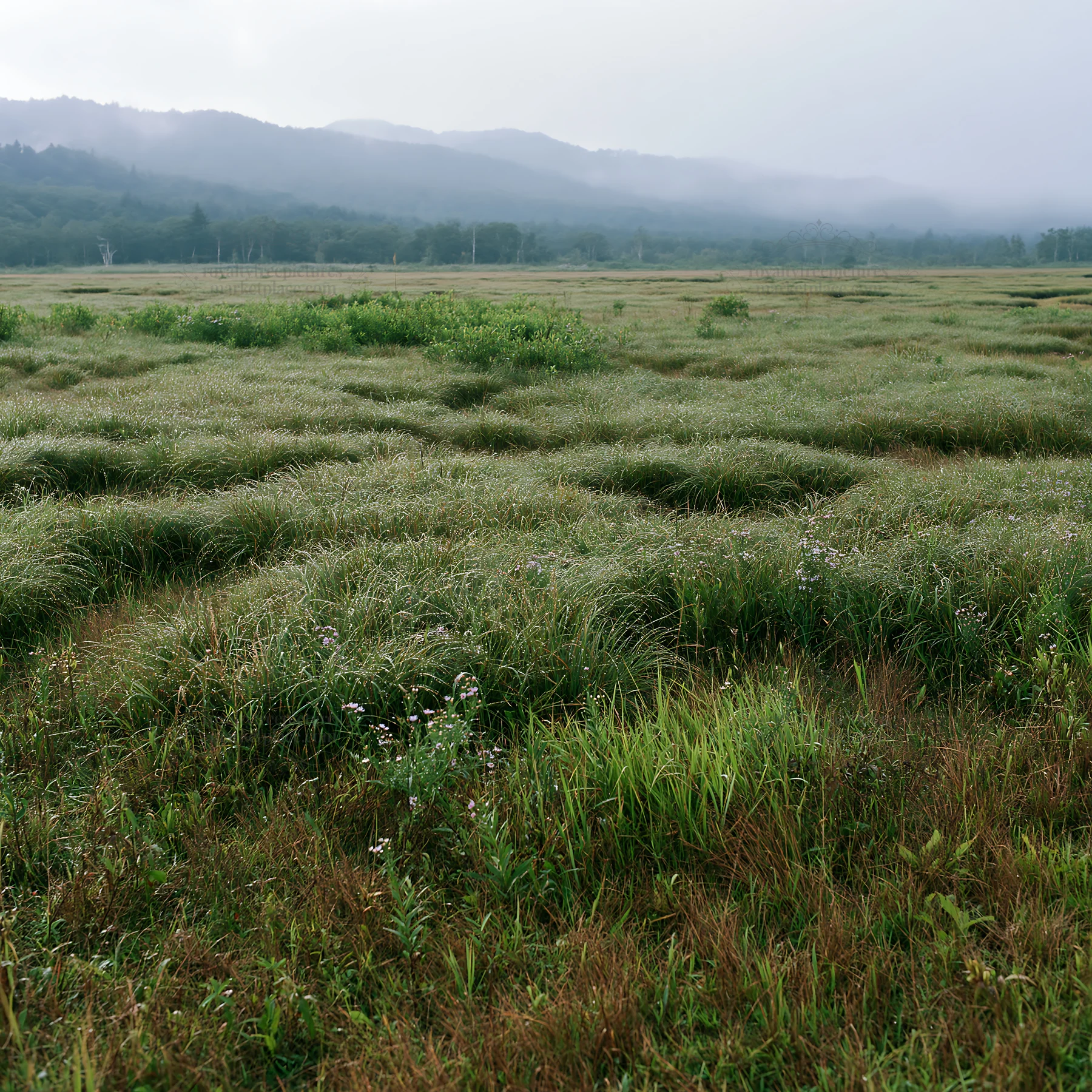 Expansive Hokkaido restoration meadow with dewdrops - AI-generated stock image
