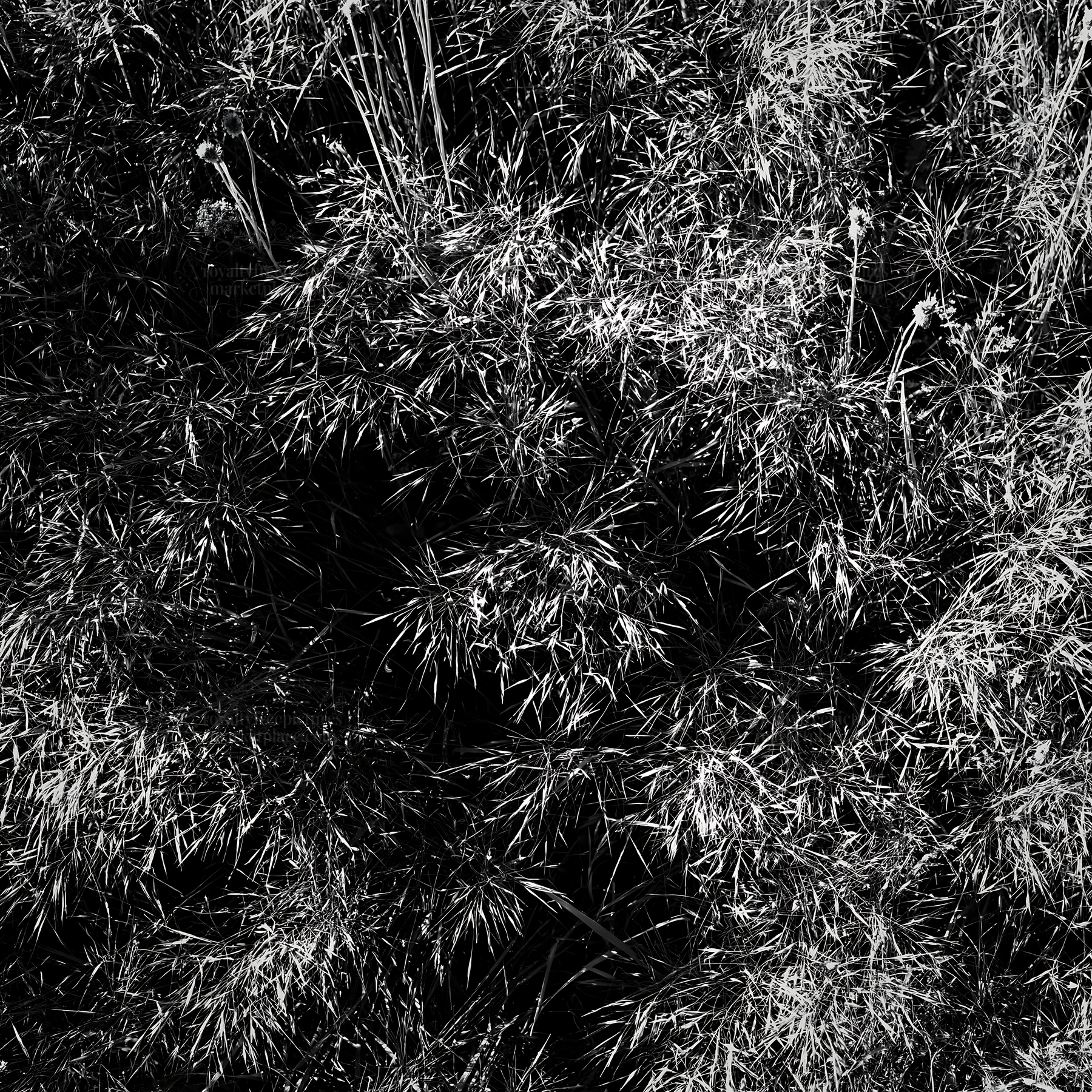 Meadow grass seedheads in black and white - AI-generated stock image