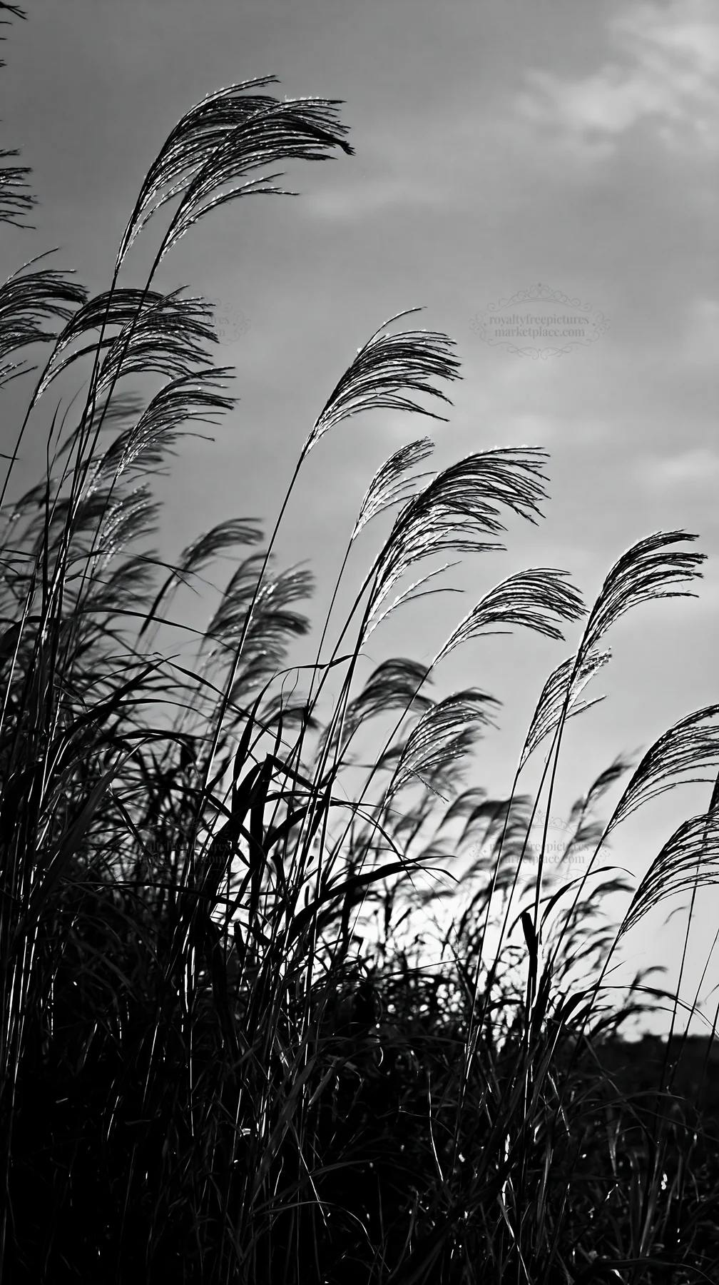 Black and white tottori windy meadow with dune grasses at sunset - AI-generated stock image