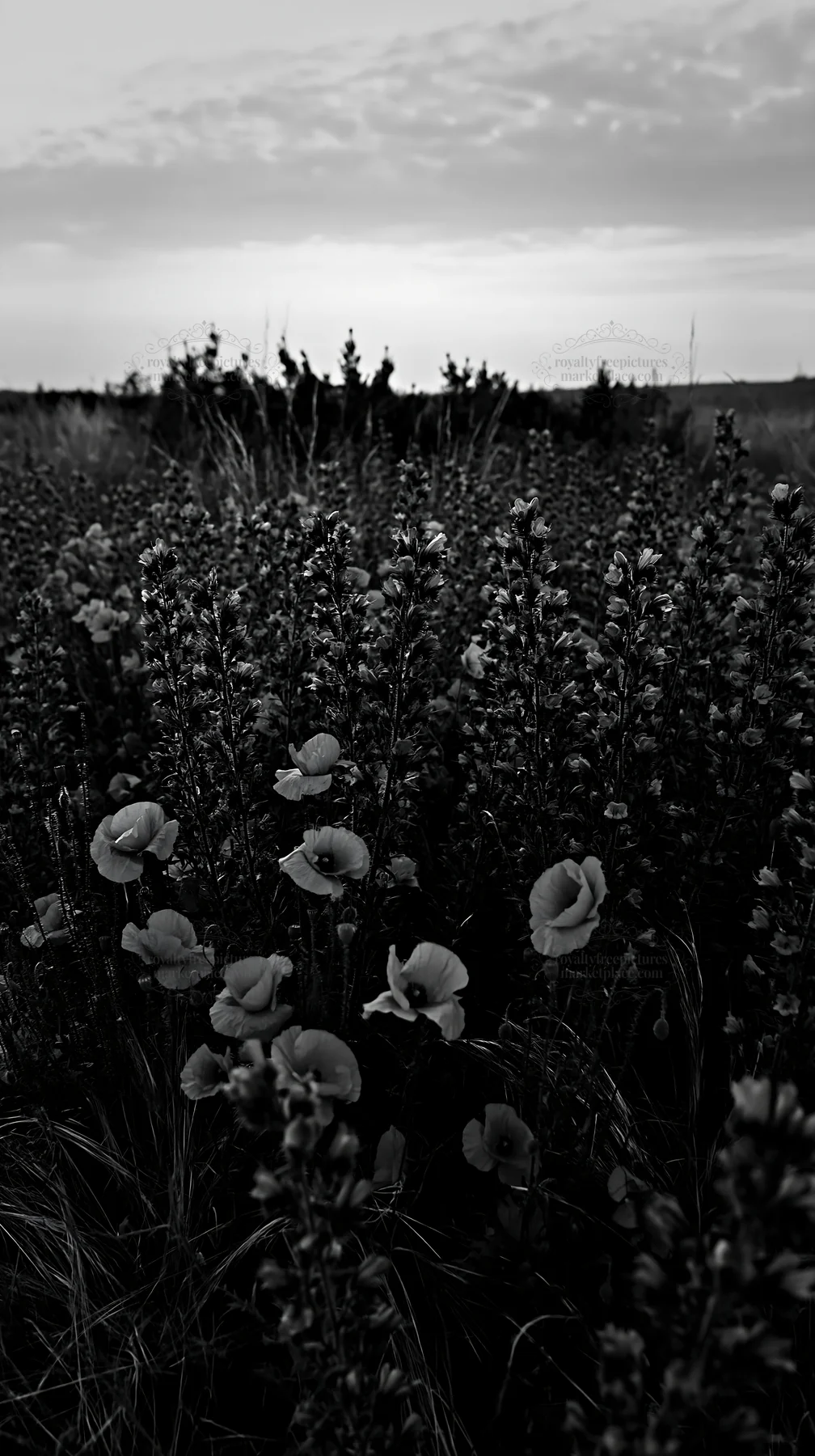 Poppy and viper's-bugloss flowers in a meadow at dusk - AI-generated stock image