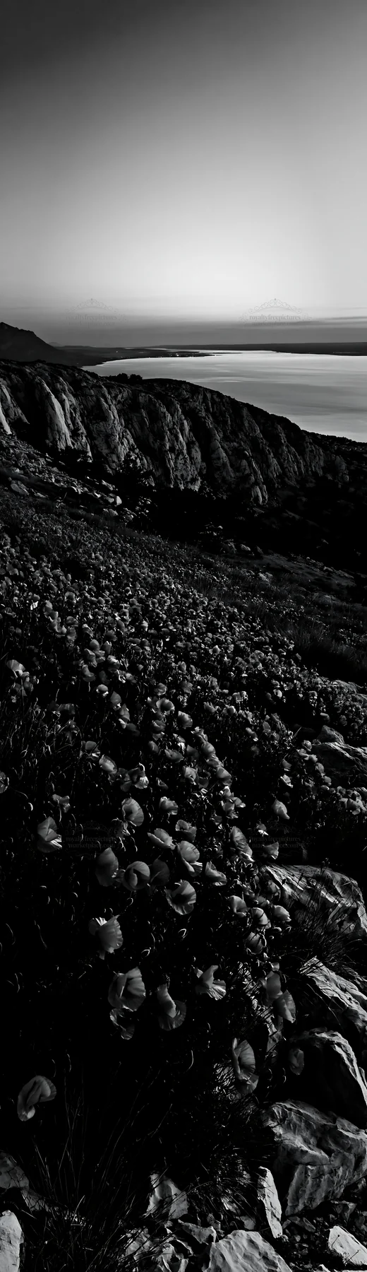 Black and white croatian meadow above Adriatic coast with red flowers - AI-generated stock image