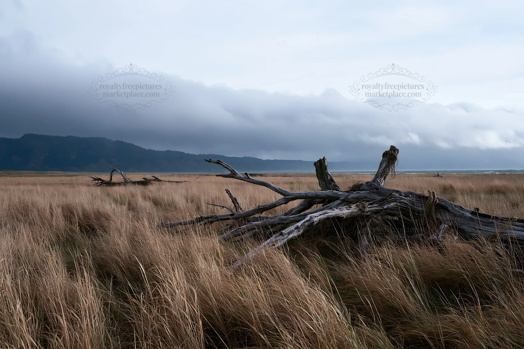 Ishikawa coastal meadow storm washed driftwood on the shore - AI-generated stock image