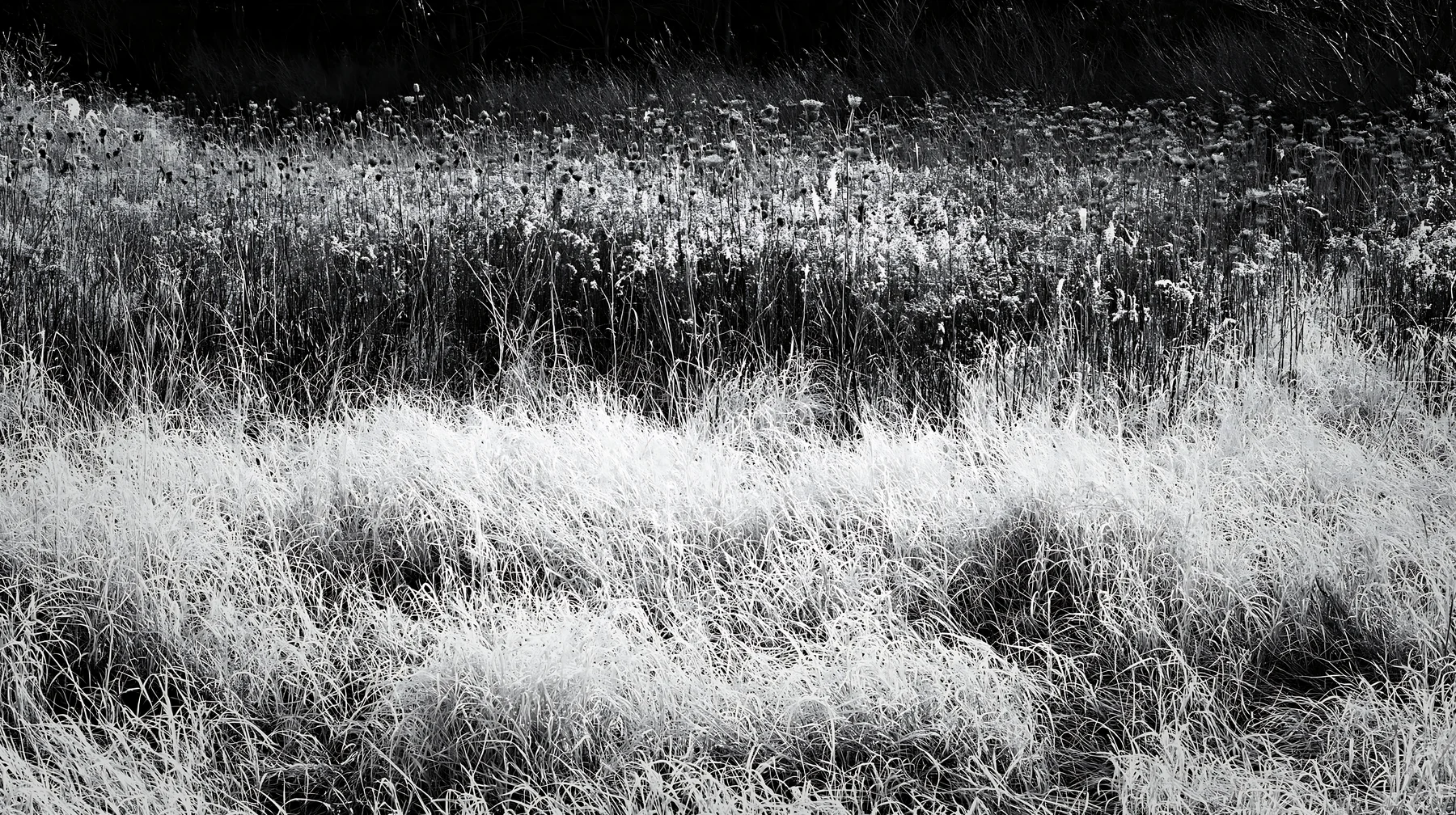 Black and white tokyo urban biodiversity meadow with seedheads in late afternoon - AI-generated stock image
